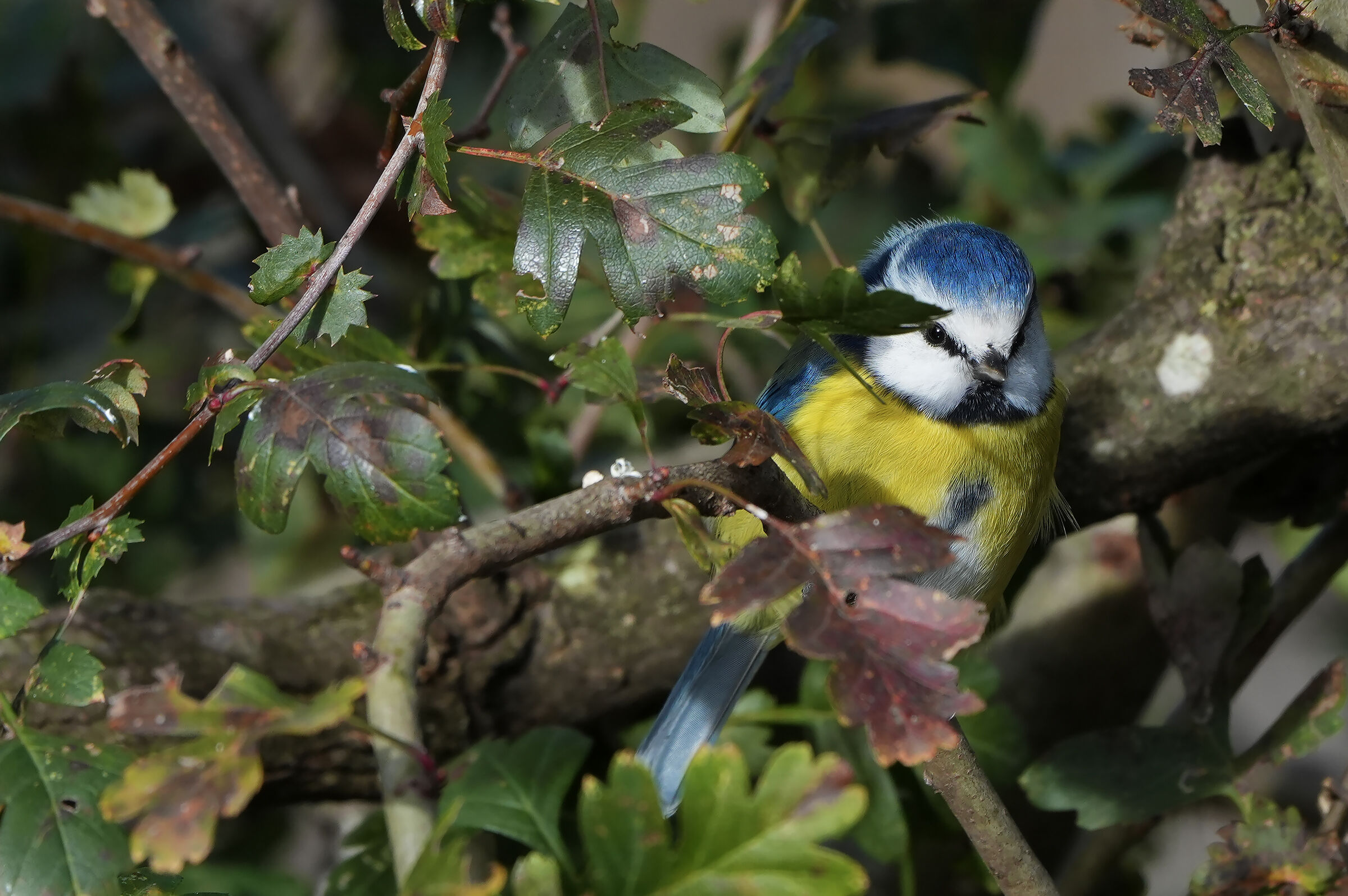 Titmouse2