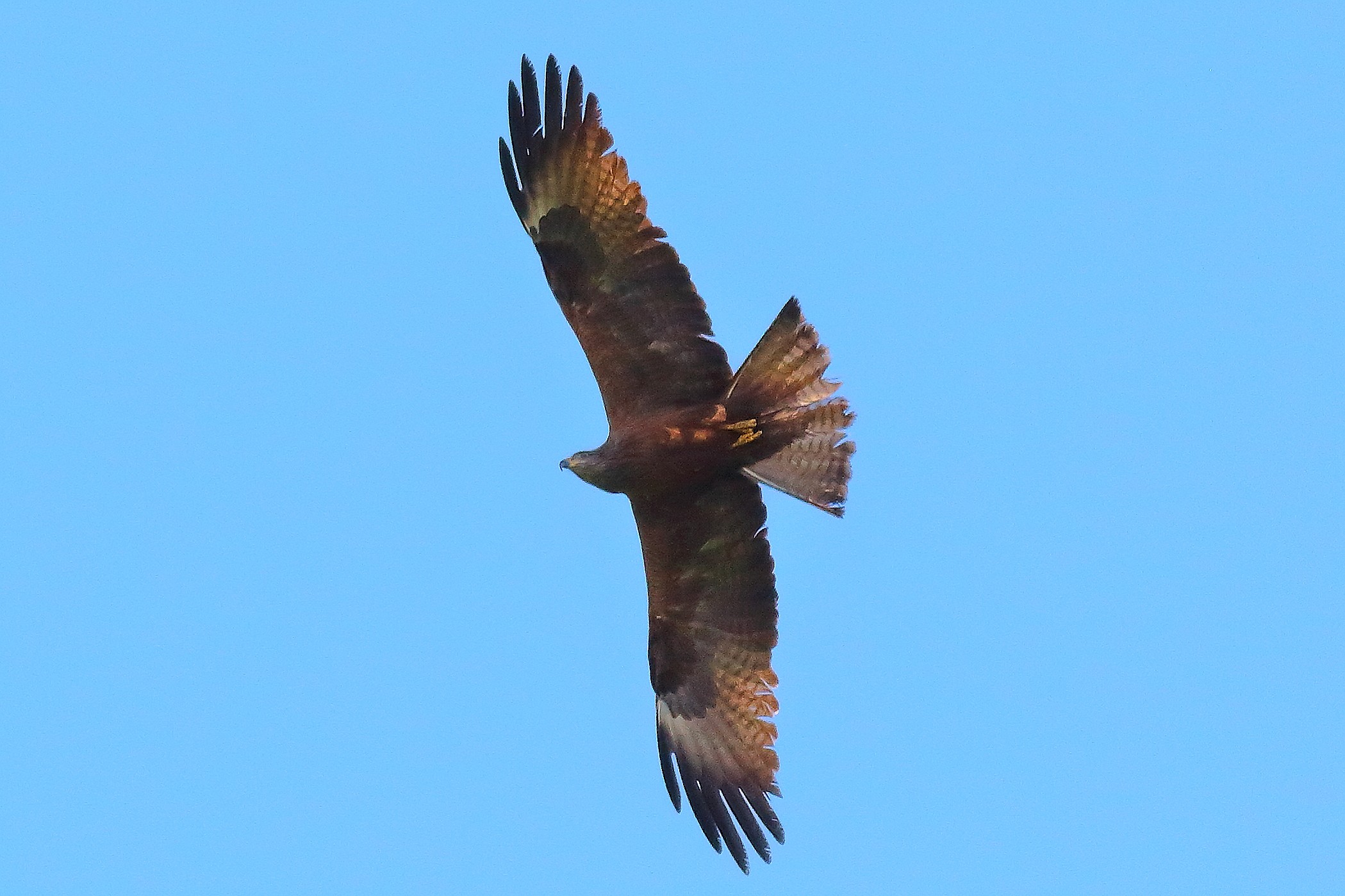 Nibbio bruno 09 maggio 2024 - 8974