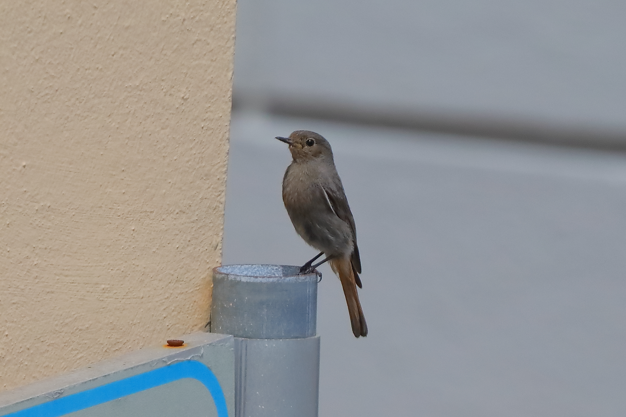 Codirosso S F 04 luglio 2024 - 0076