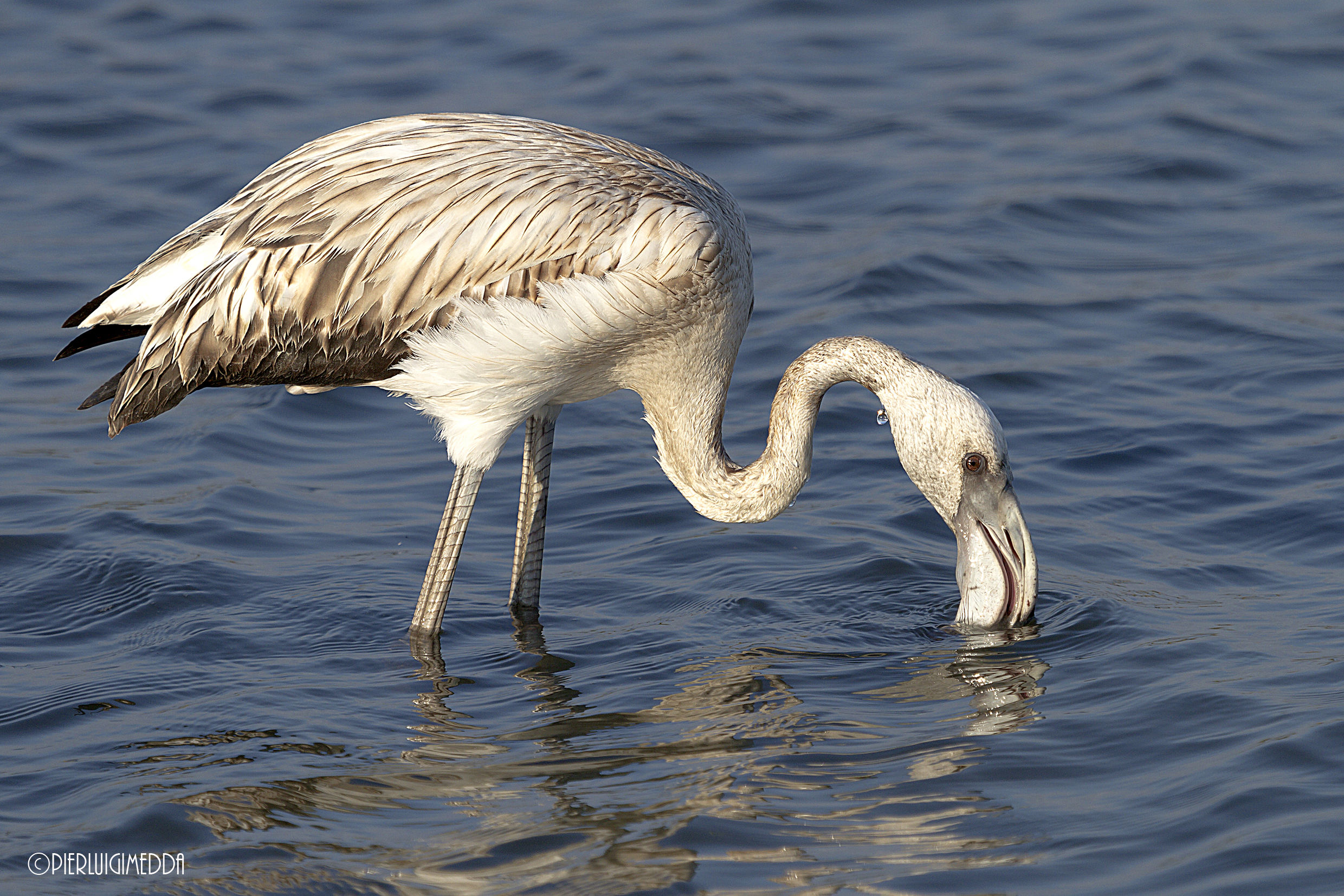 Giovane Fenicottero rosa