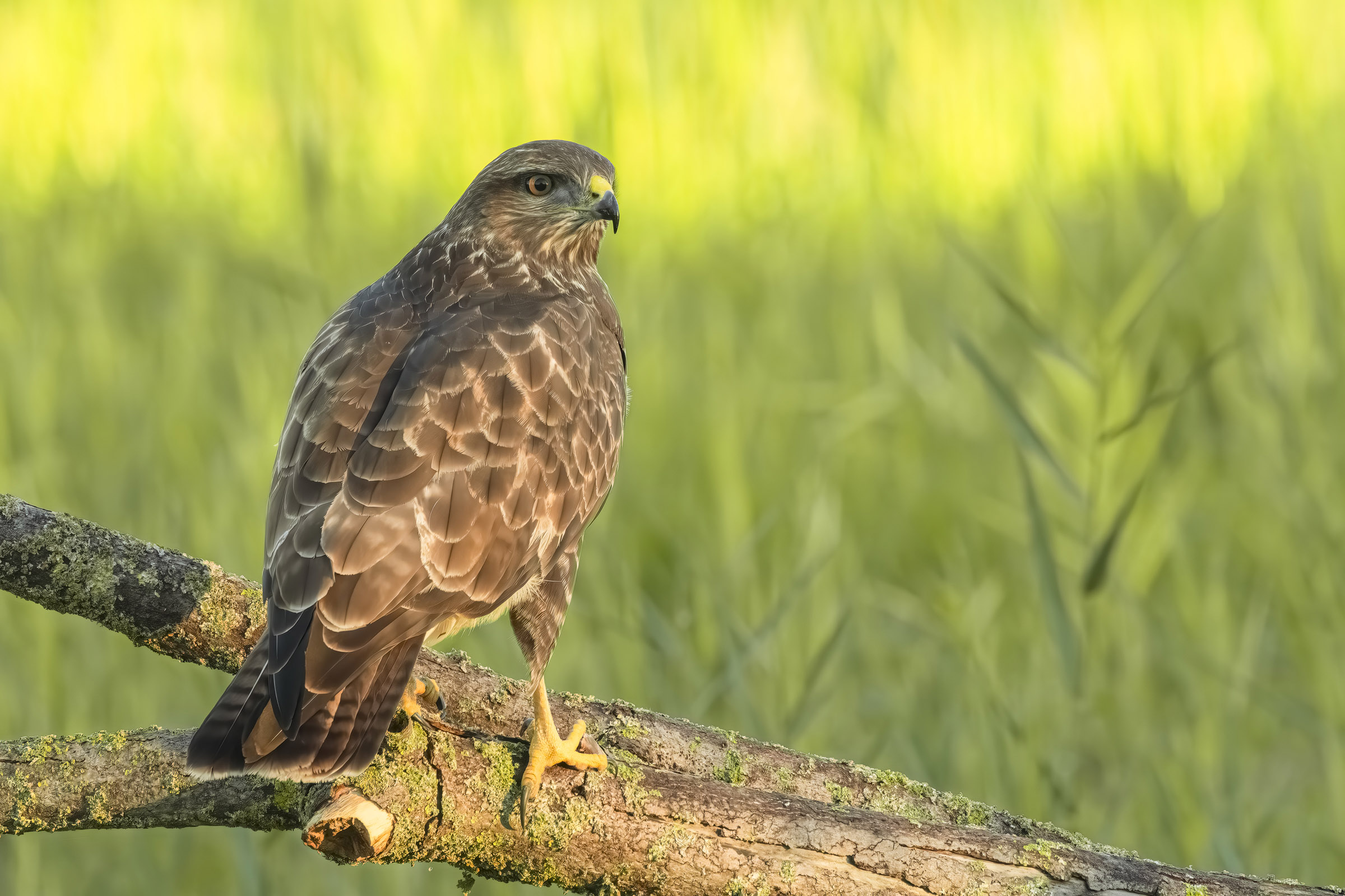 Buzzard