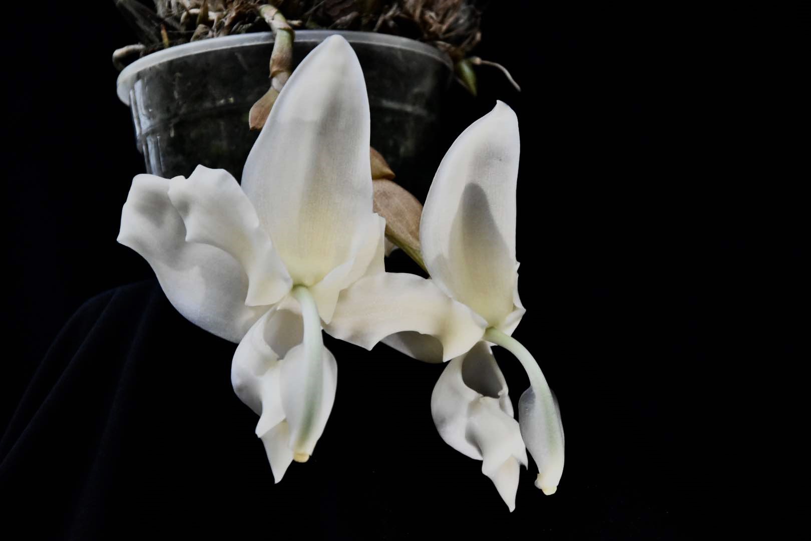 Stanhopea reichenbachiana