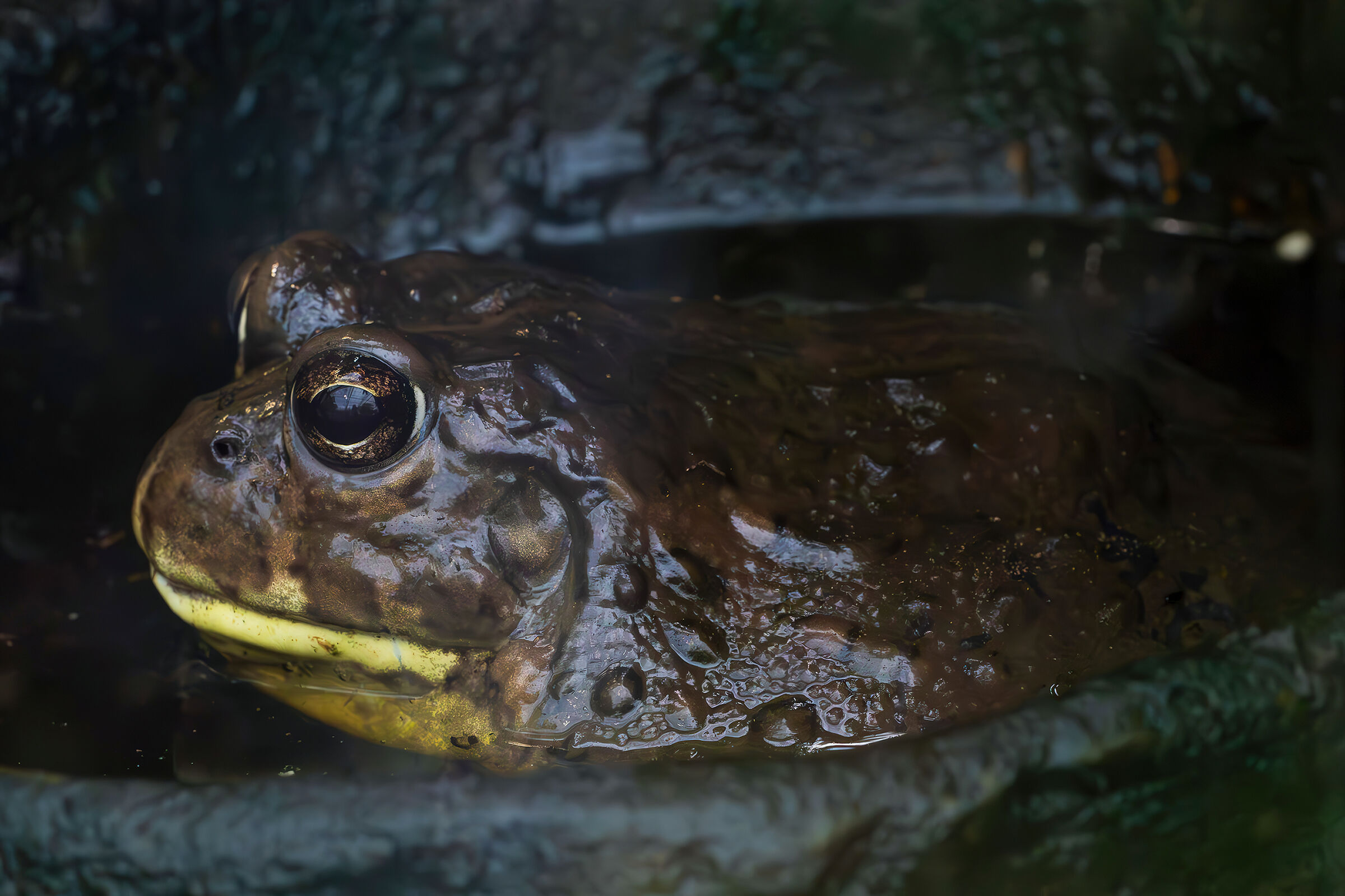 Lithobates catesbeianus (bullfrog)