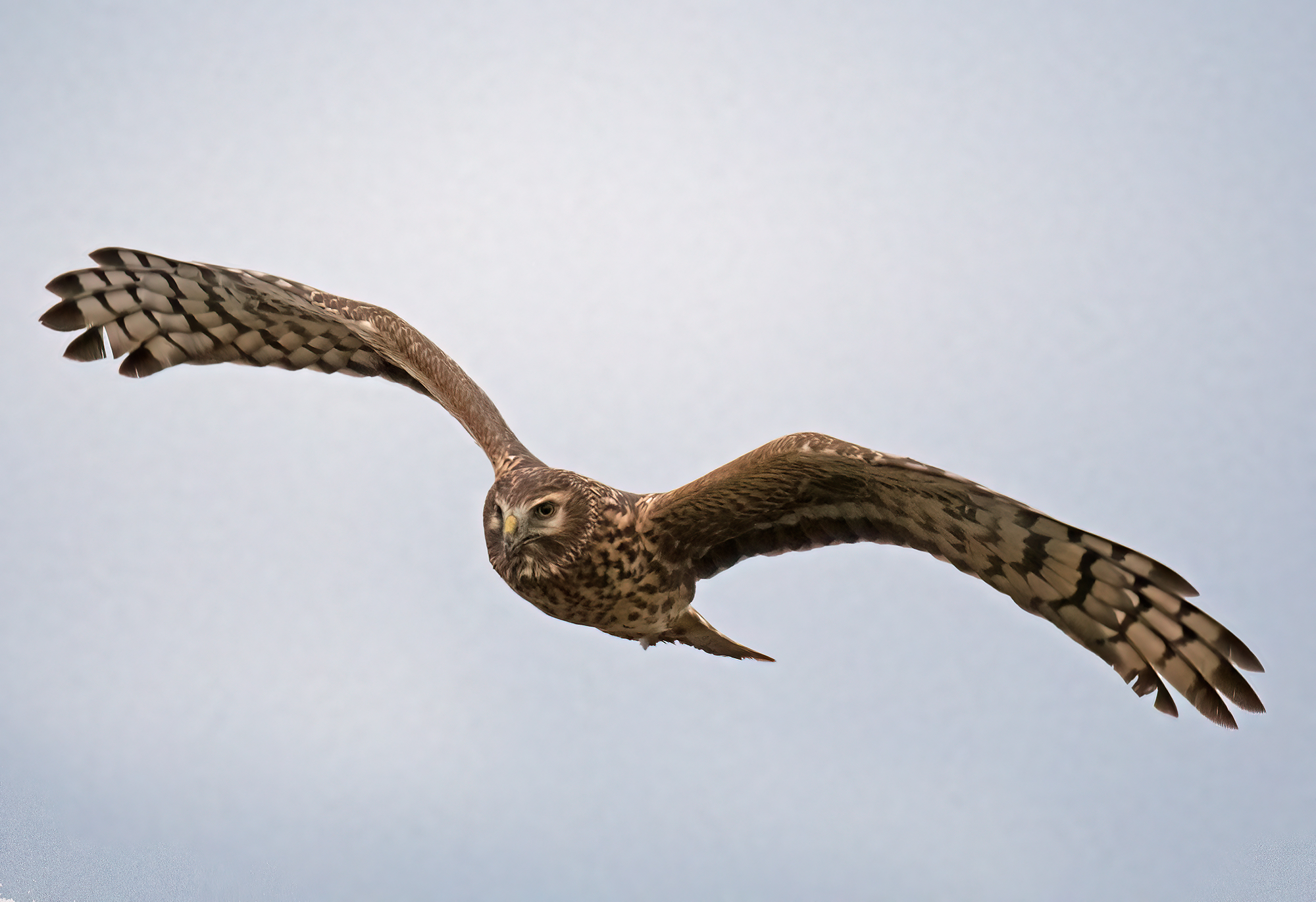 Hen Harrier female