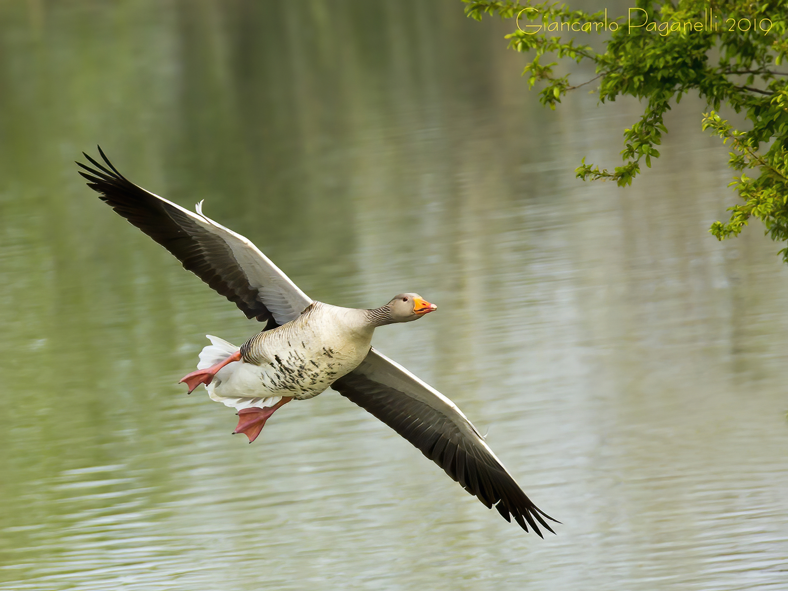 Oca selvatica in volo