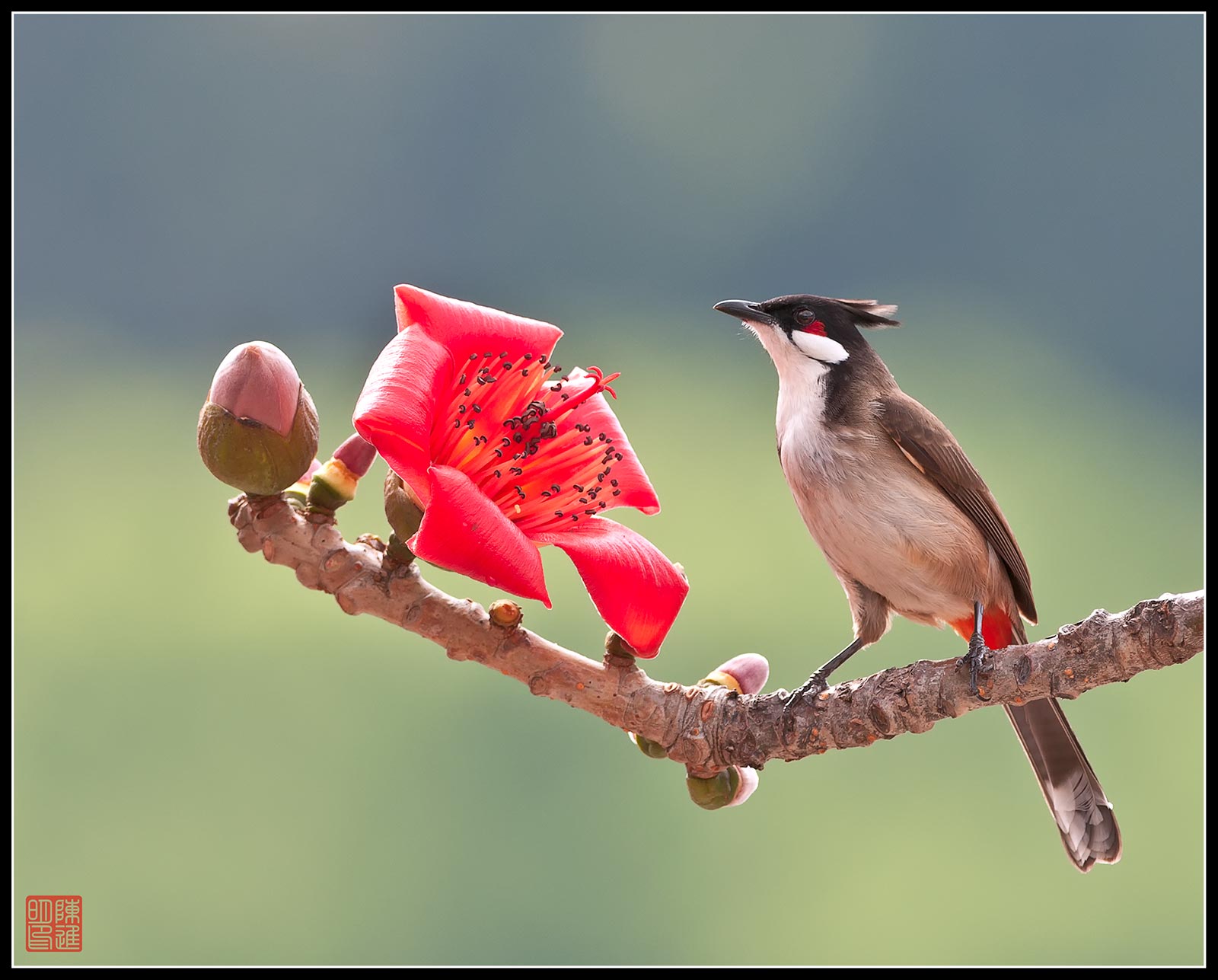 Red-baffuto Bulbul e il Kapok Albero Rosso