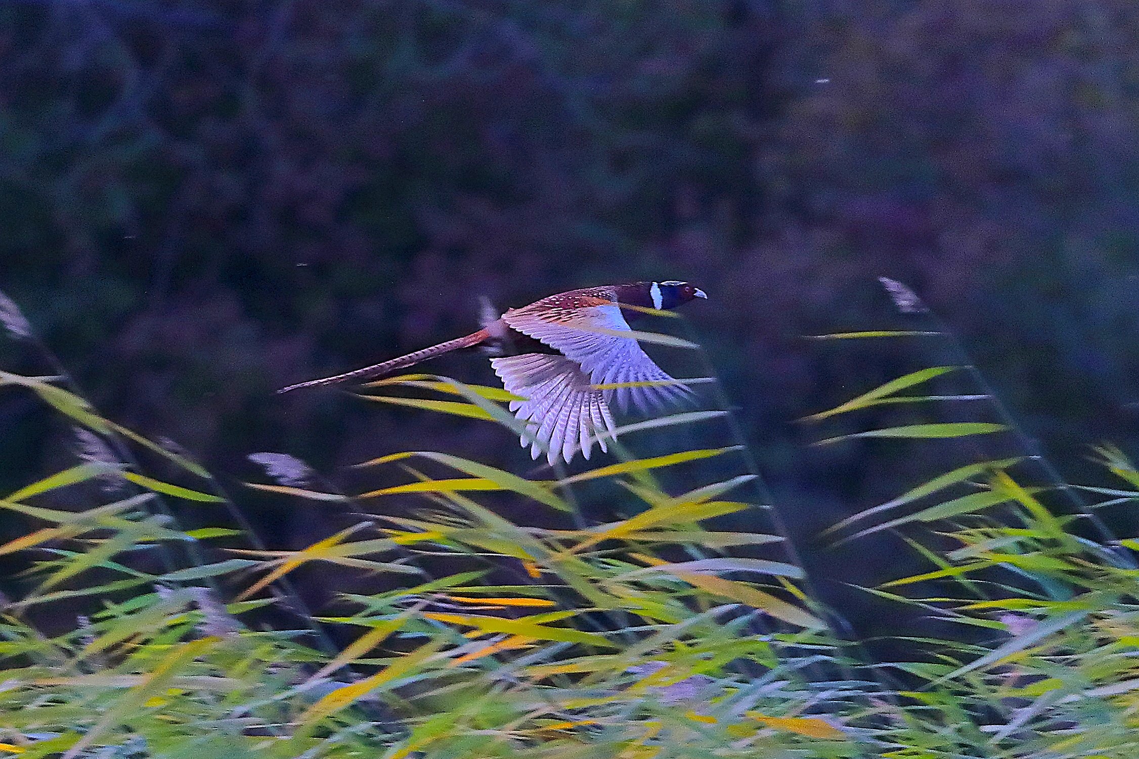 Fagiano C M 20 novembre 2024 - 0034