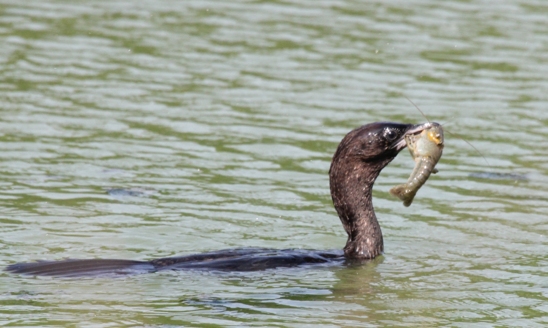 cormorant with prey