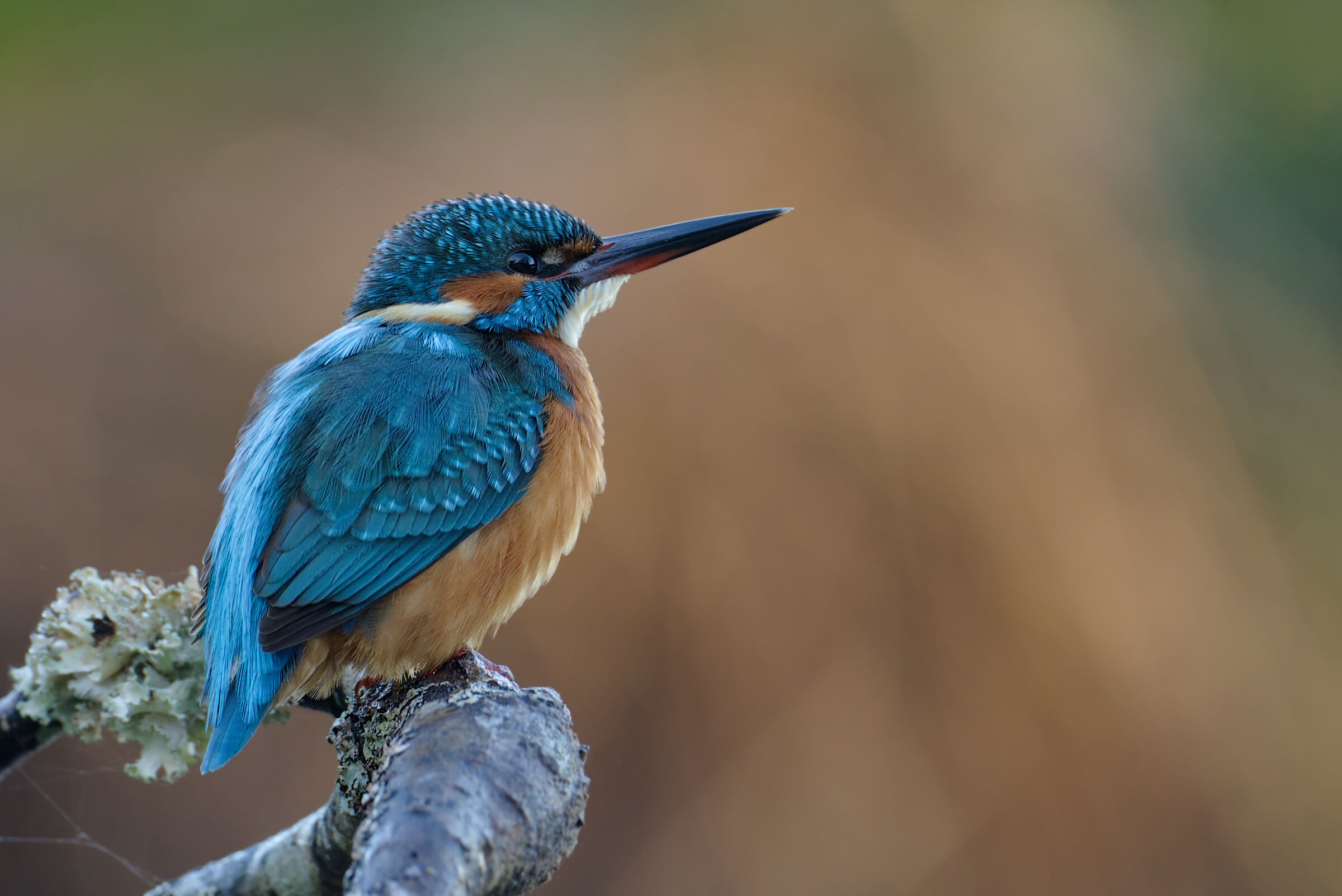 Kingfisher