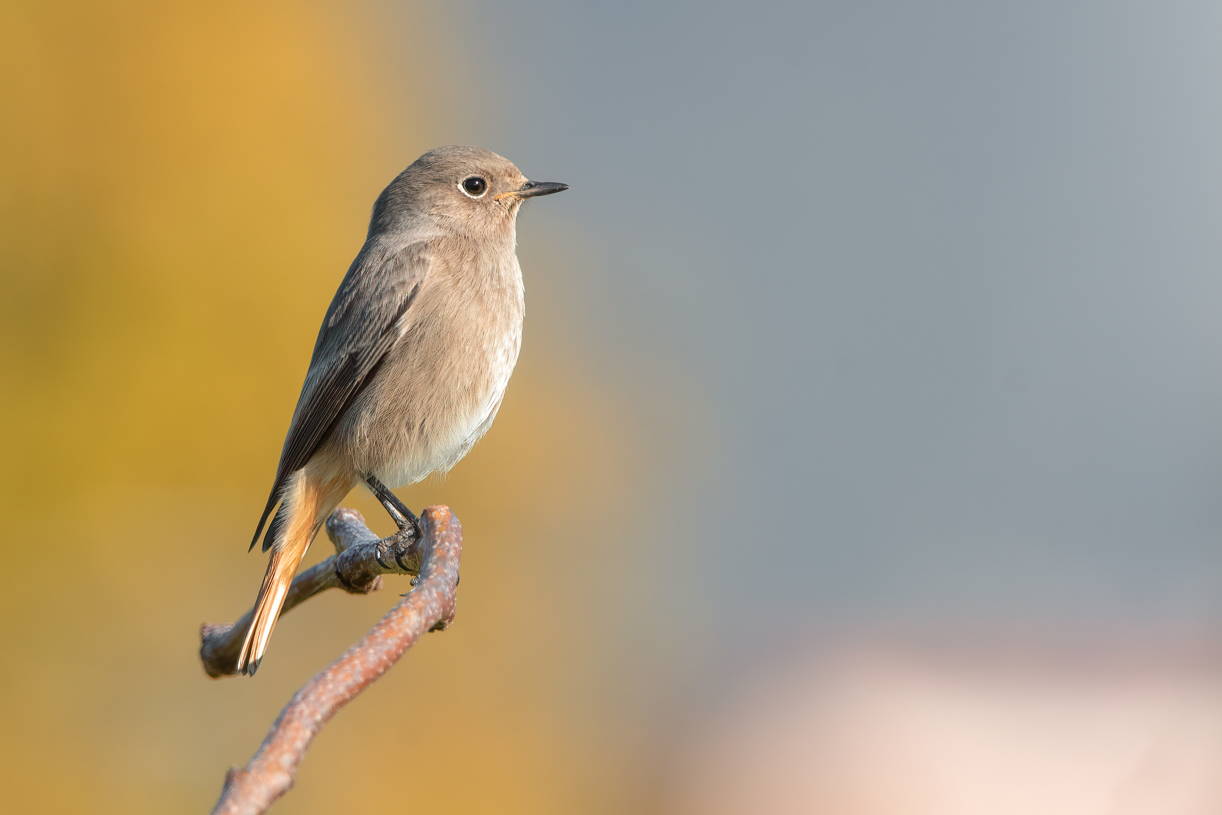 Chimney Sweep Redstart f. | Phoenicurus ochruros