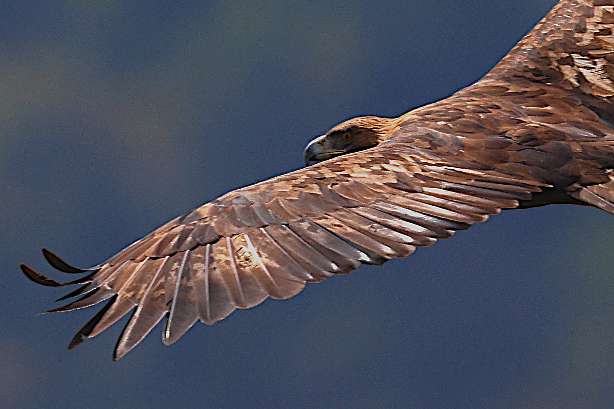 Golden eagle