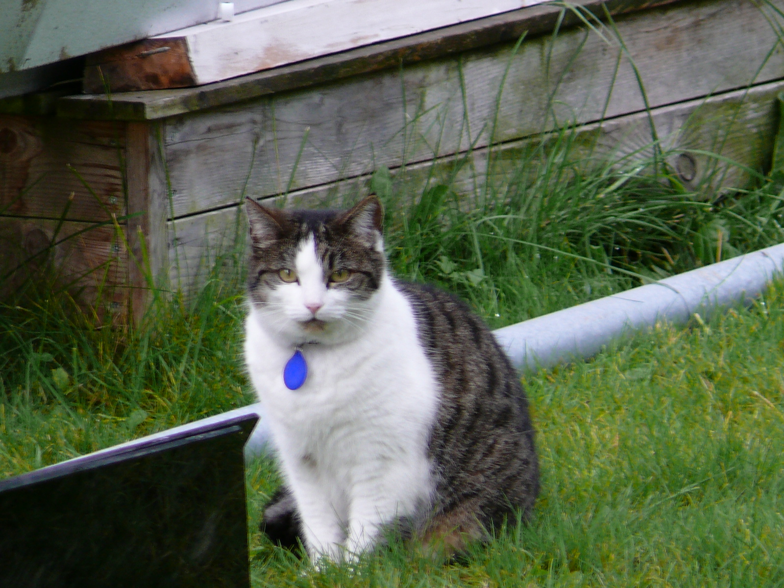 Tipico gatto Islandese