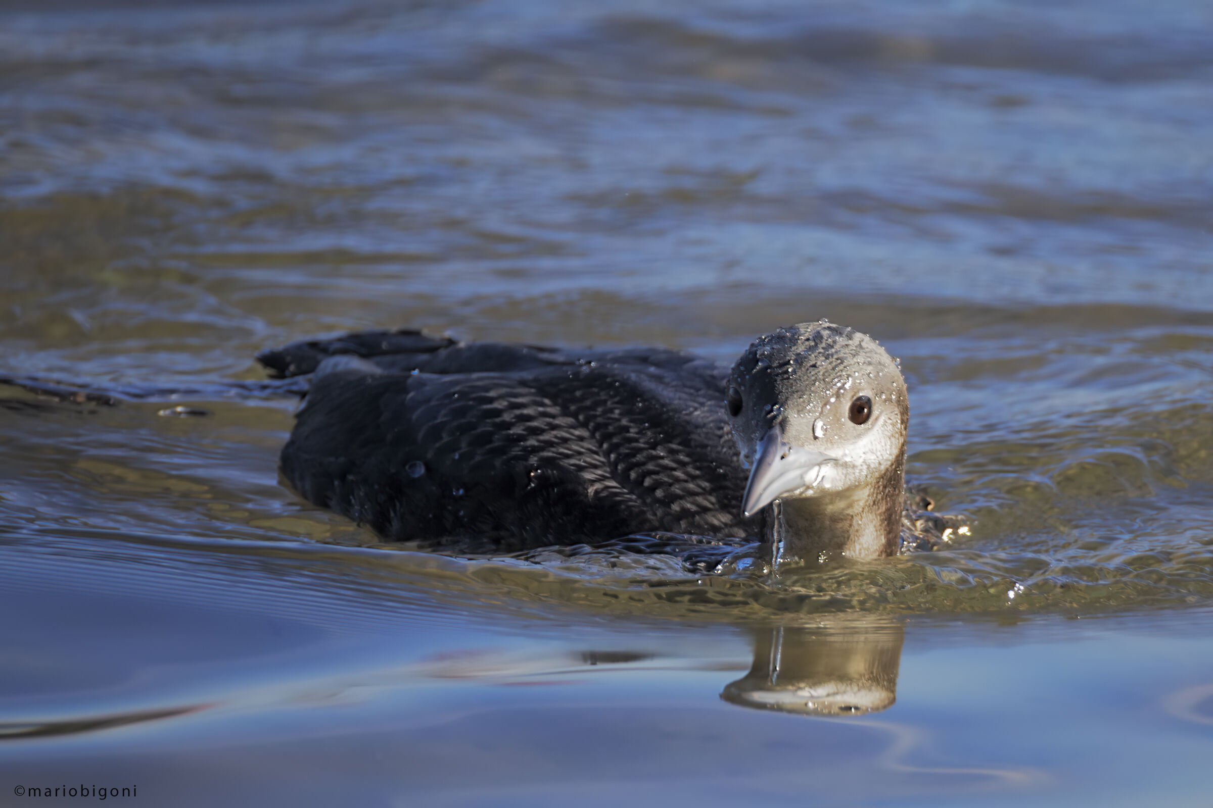 Black-throated diver