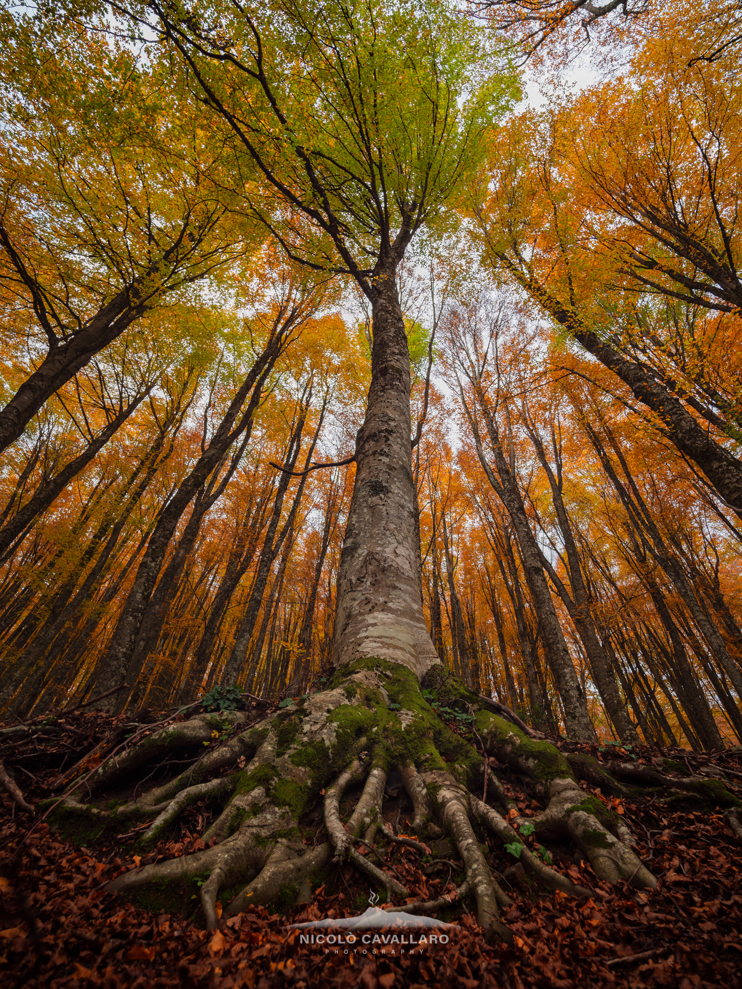 Magical autumn