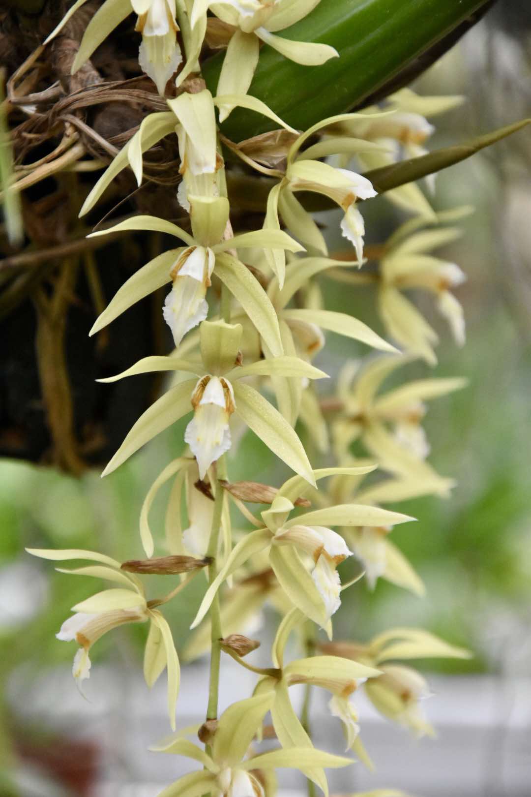 Coelogyne rochusseni