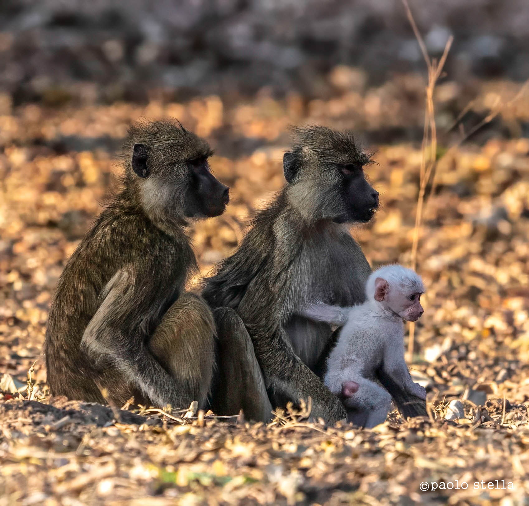 The white baboon