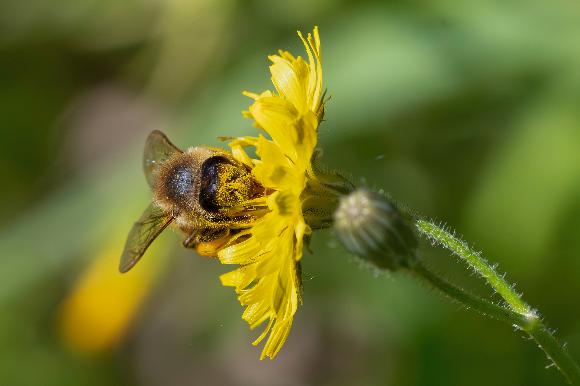 Bee
