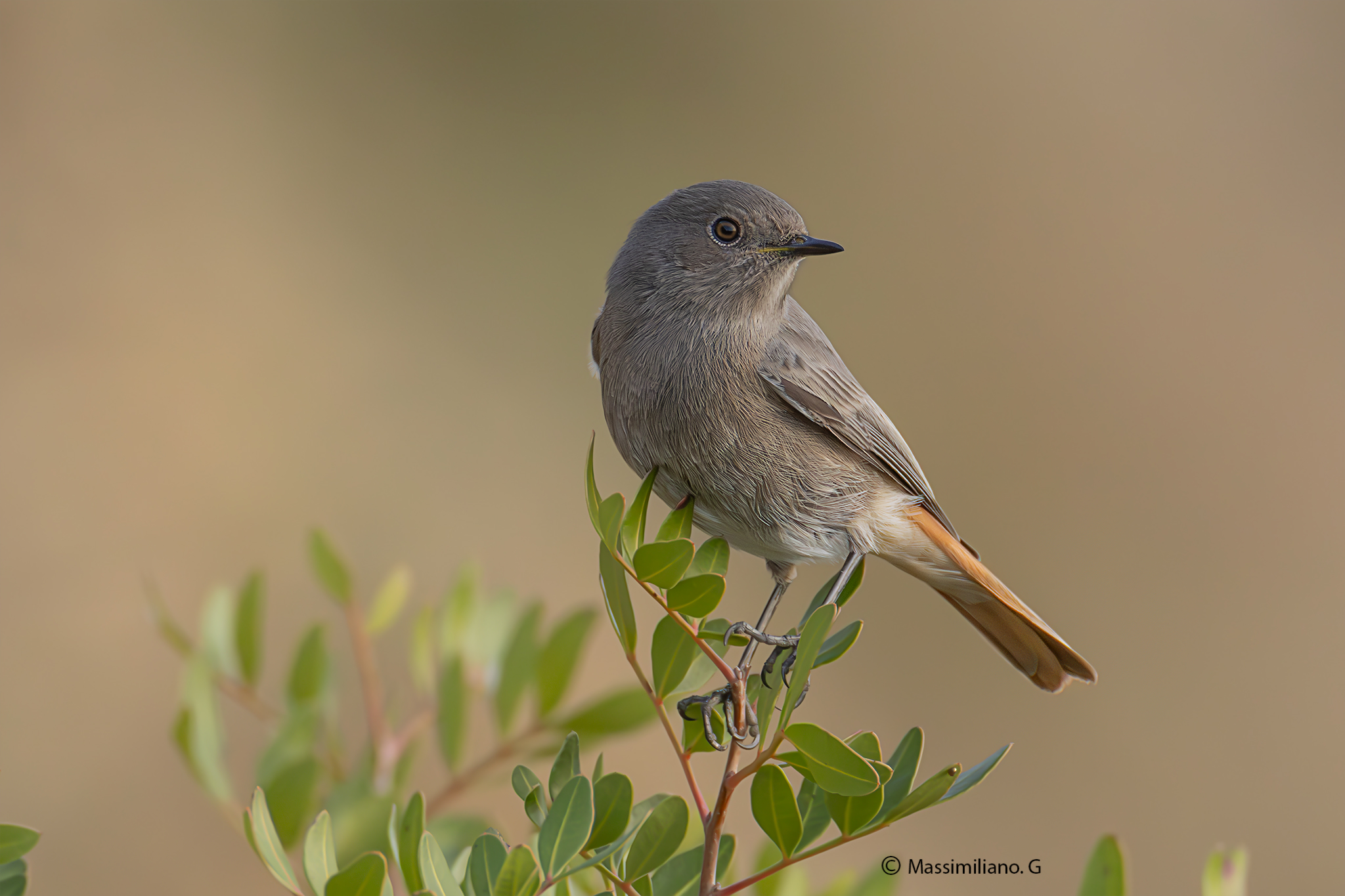 Redstart