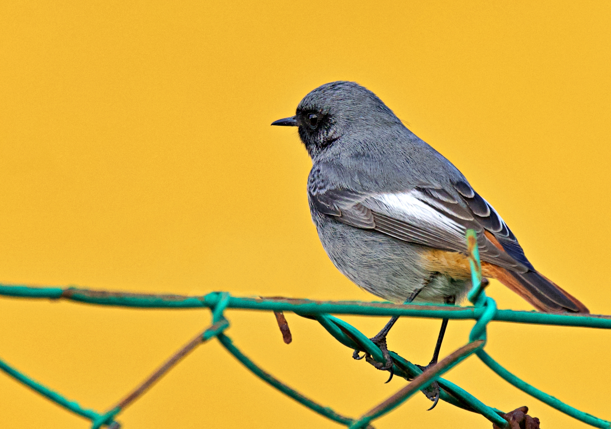 Black redstart
