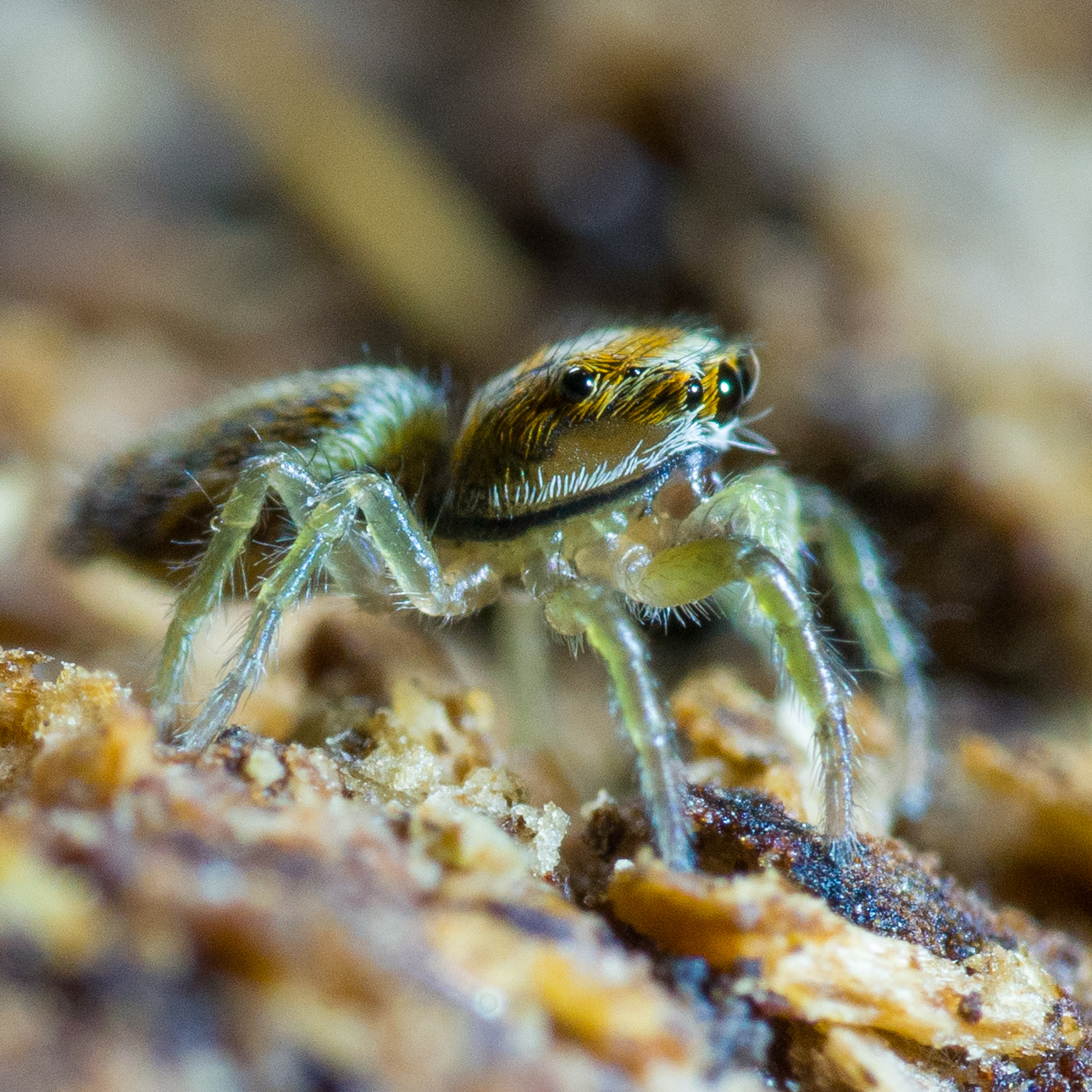 Jumping spider