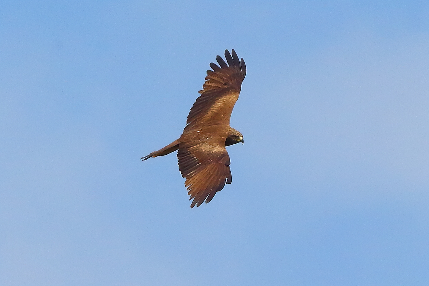 Nibbio bruno 12 maggio 2024 - 9113