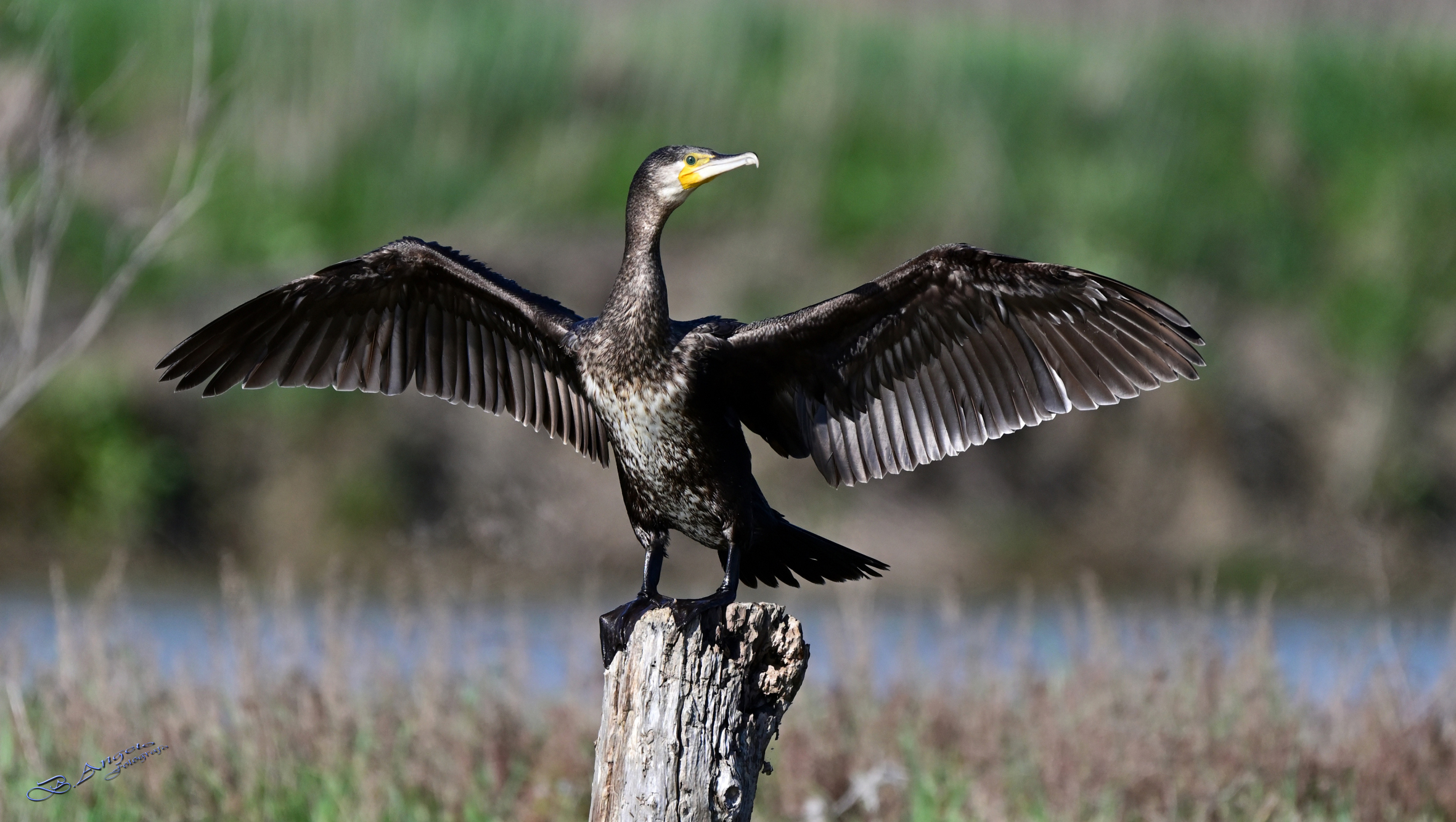 " Cormorano "