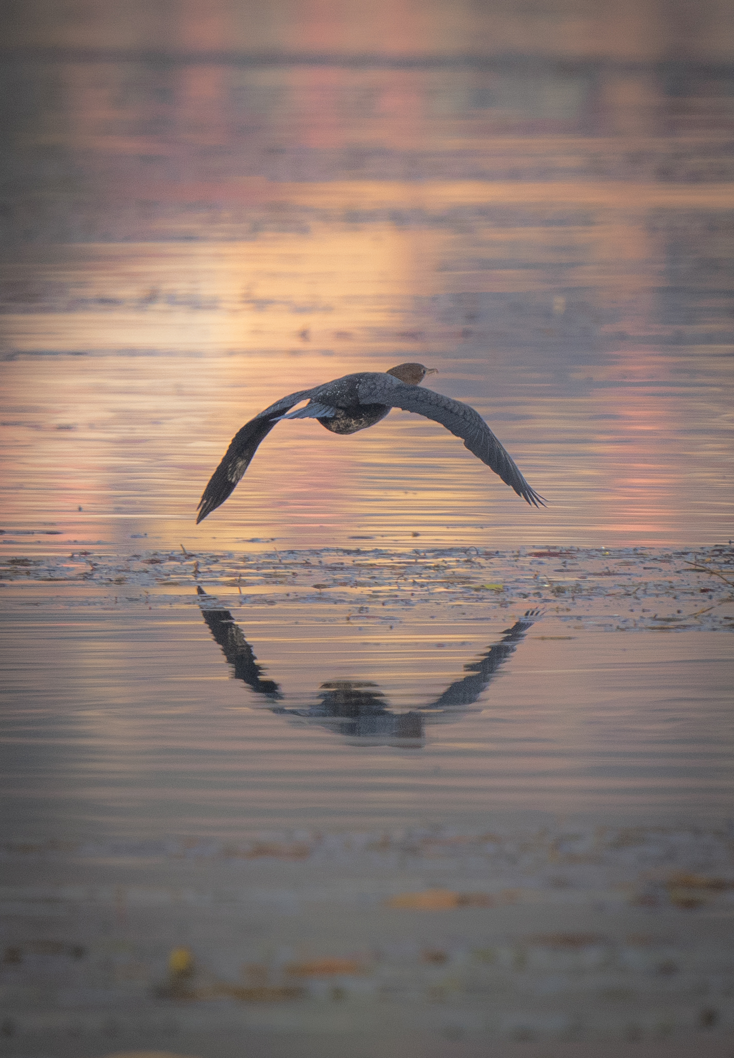Cormorano