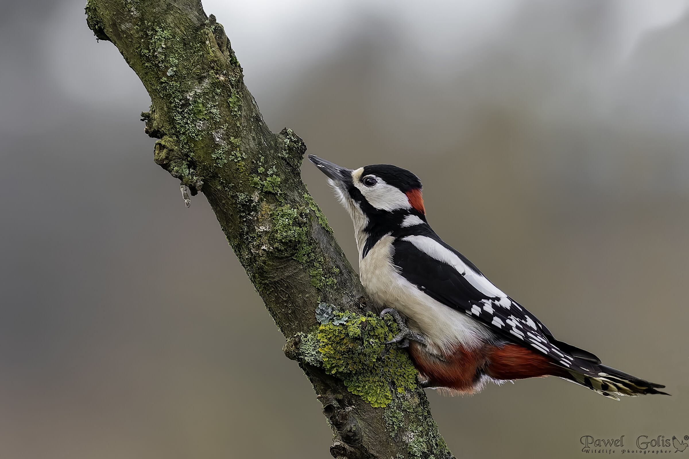 Il picchio rosso maggiore (Dendrocopos major)