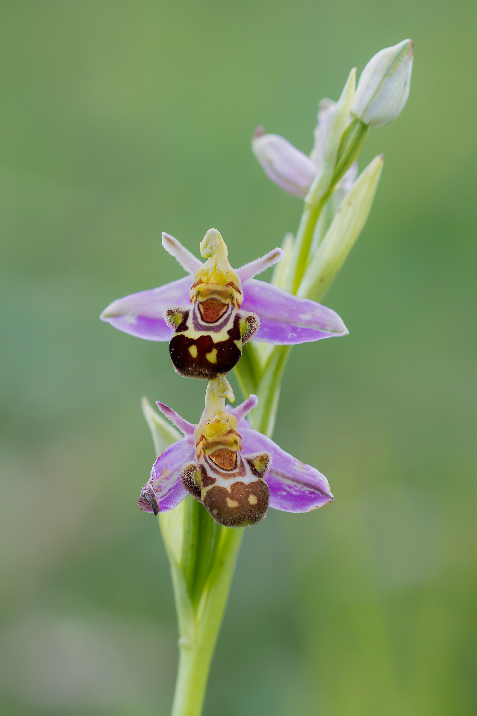 Ophrys apifera
