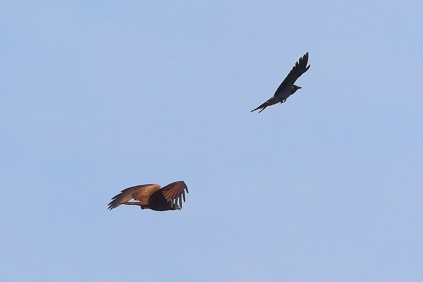 Nibbioi bruno 12 maggio 2024 - 9135