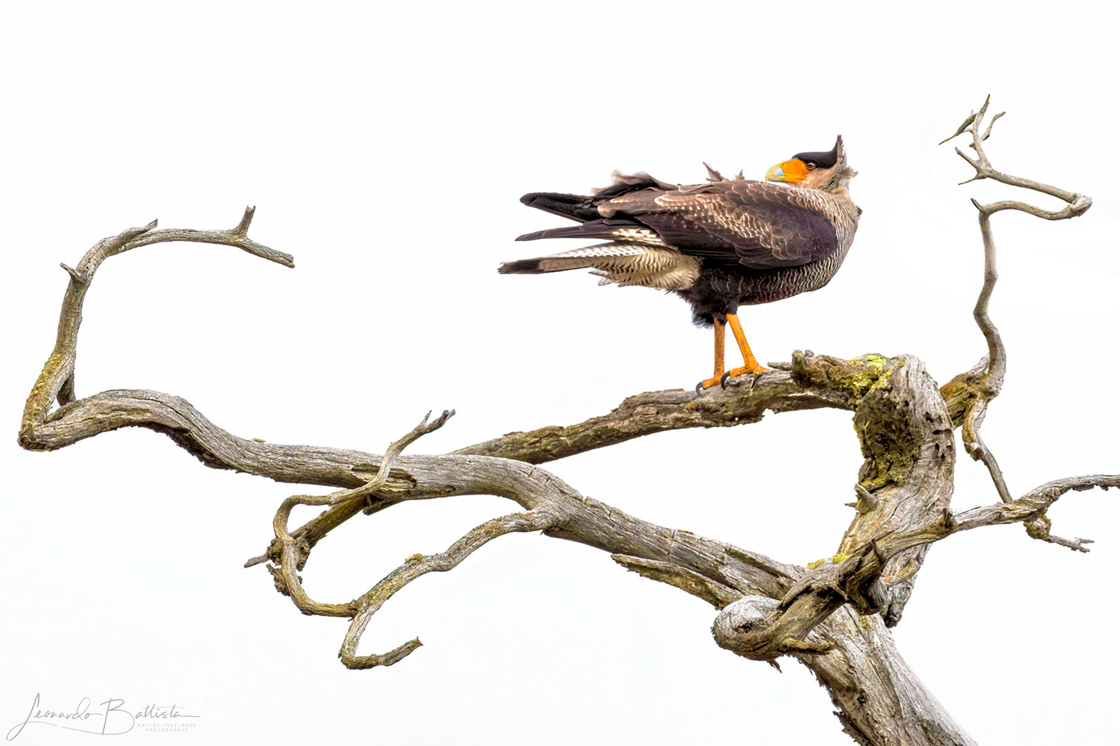 Caracara