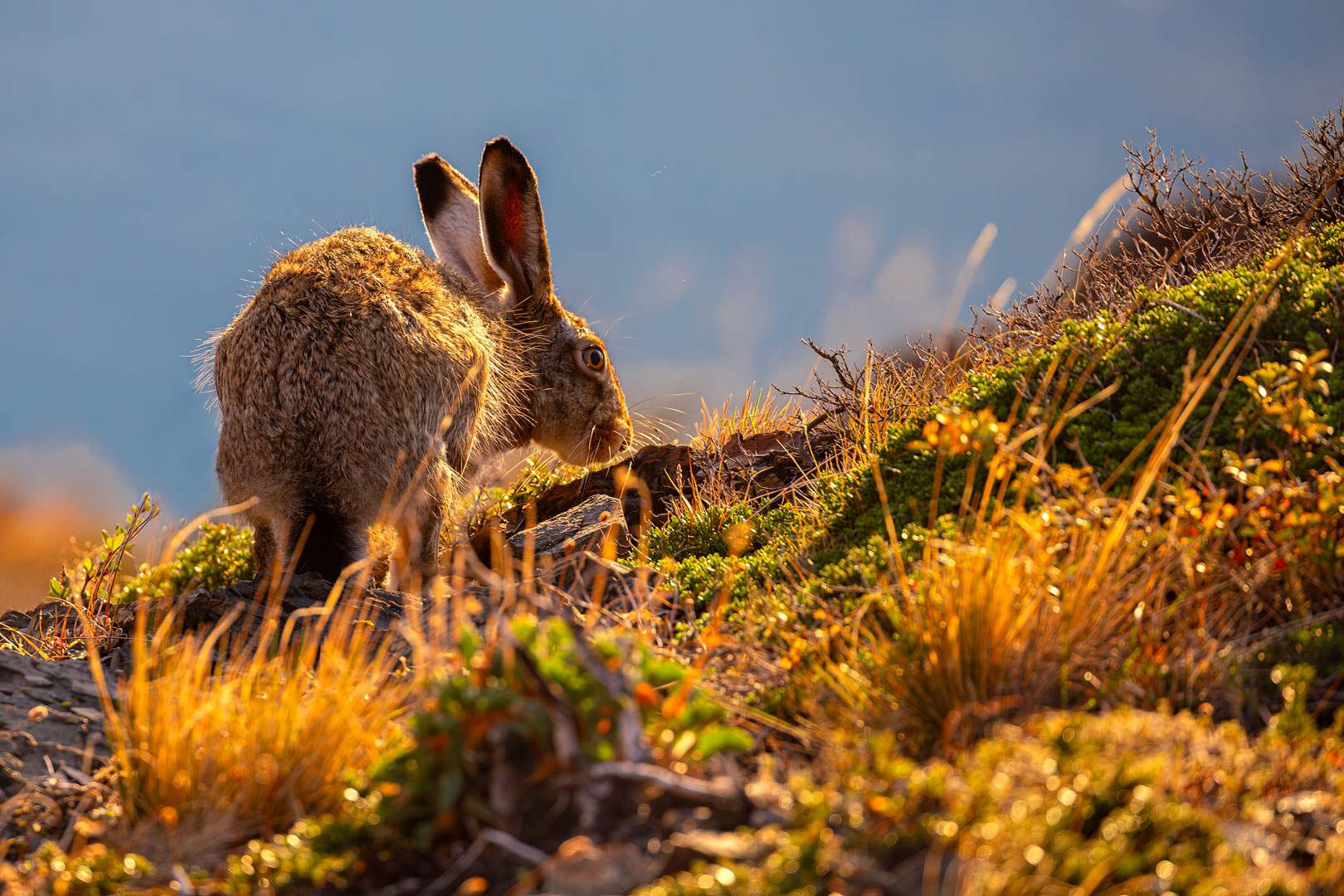 Patagonian hare