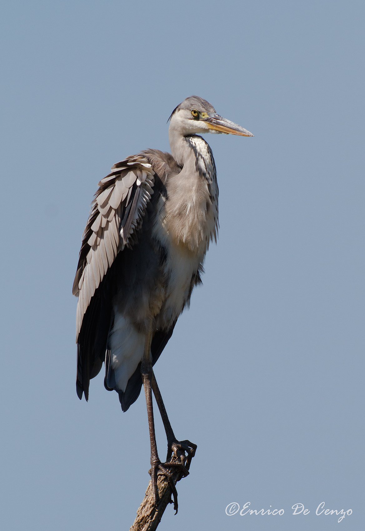 Grey Heron