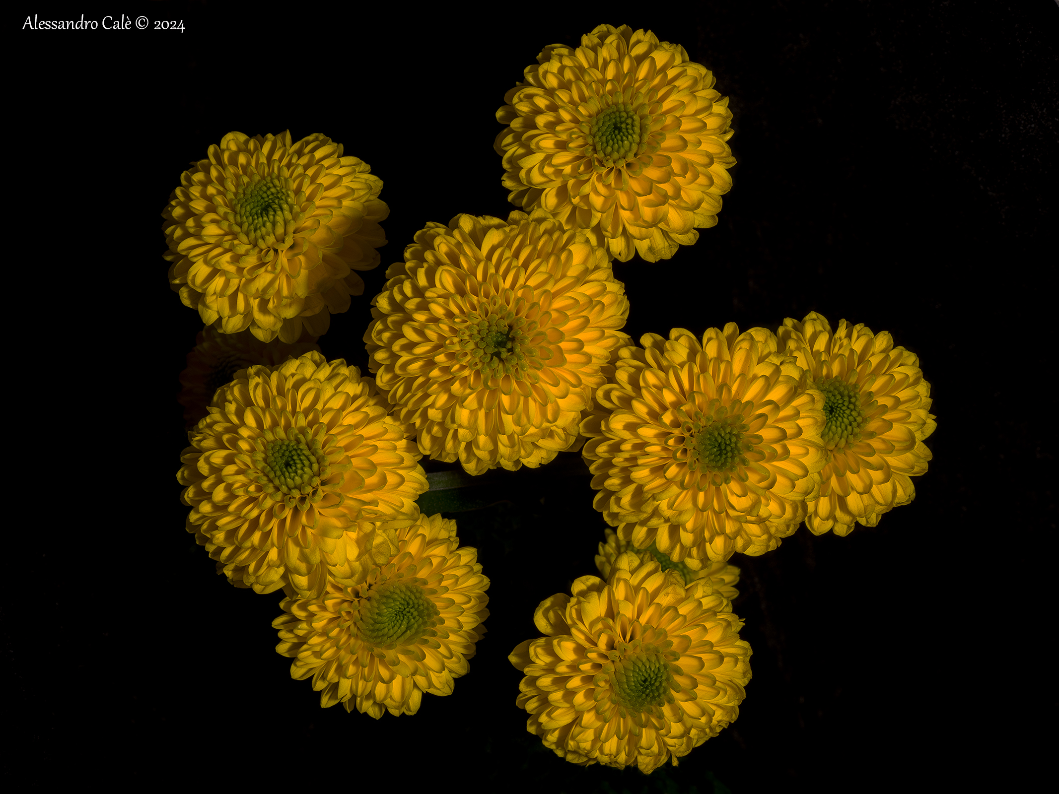 Chrysanthemums 6956_62
