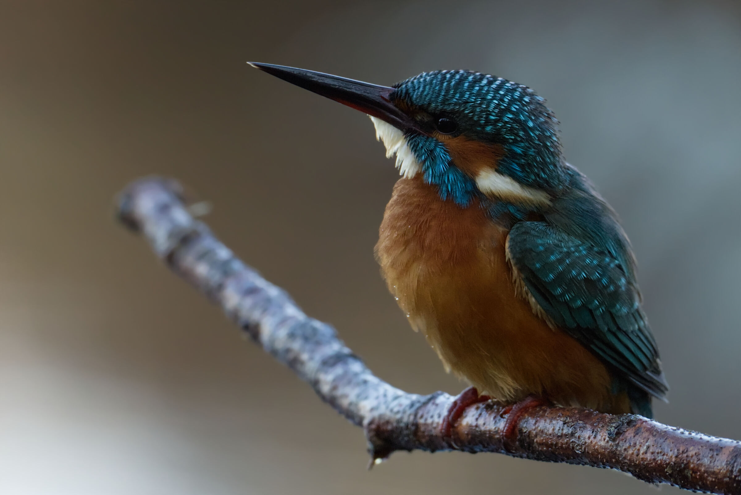 Kingfisher