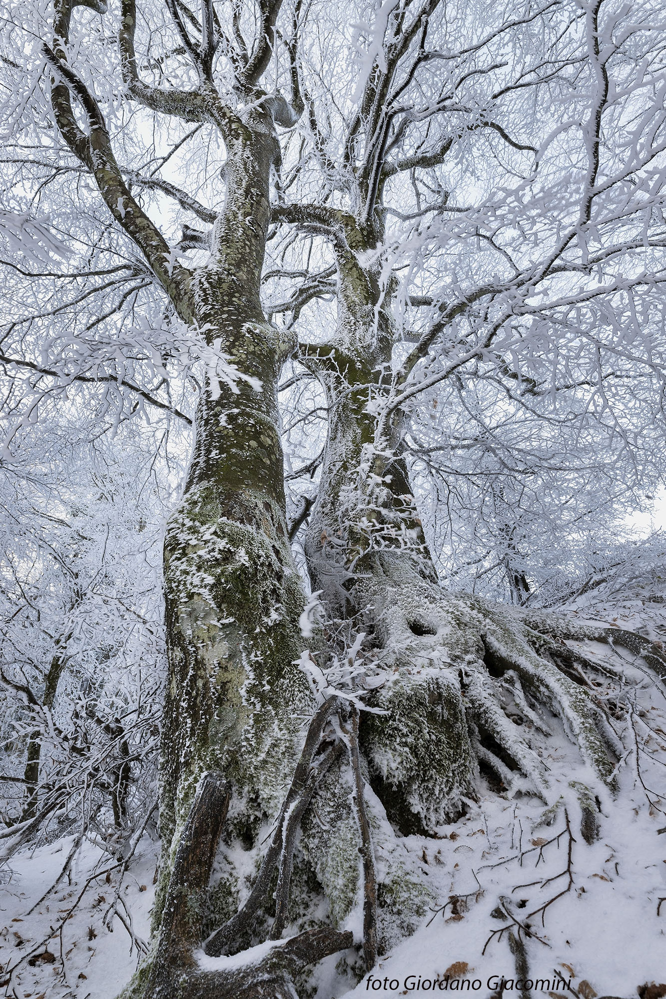 i 2 Faggioni con galaverna