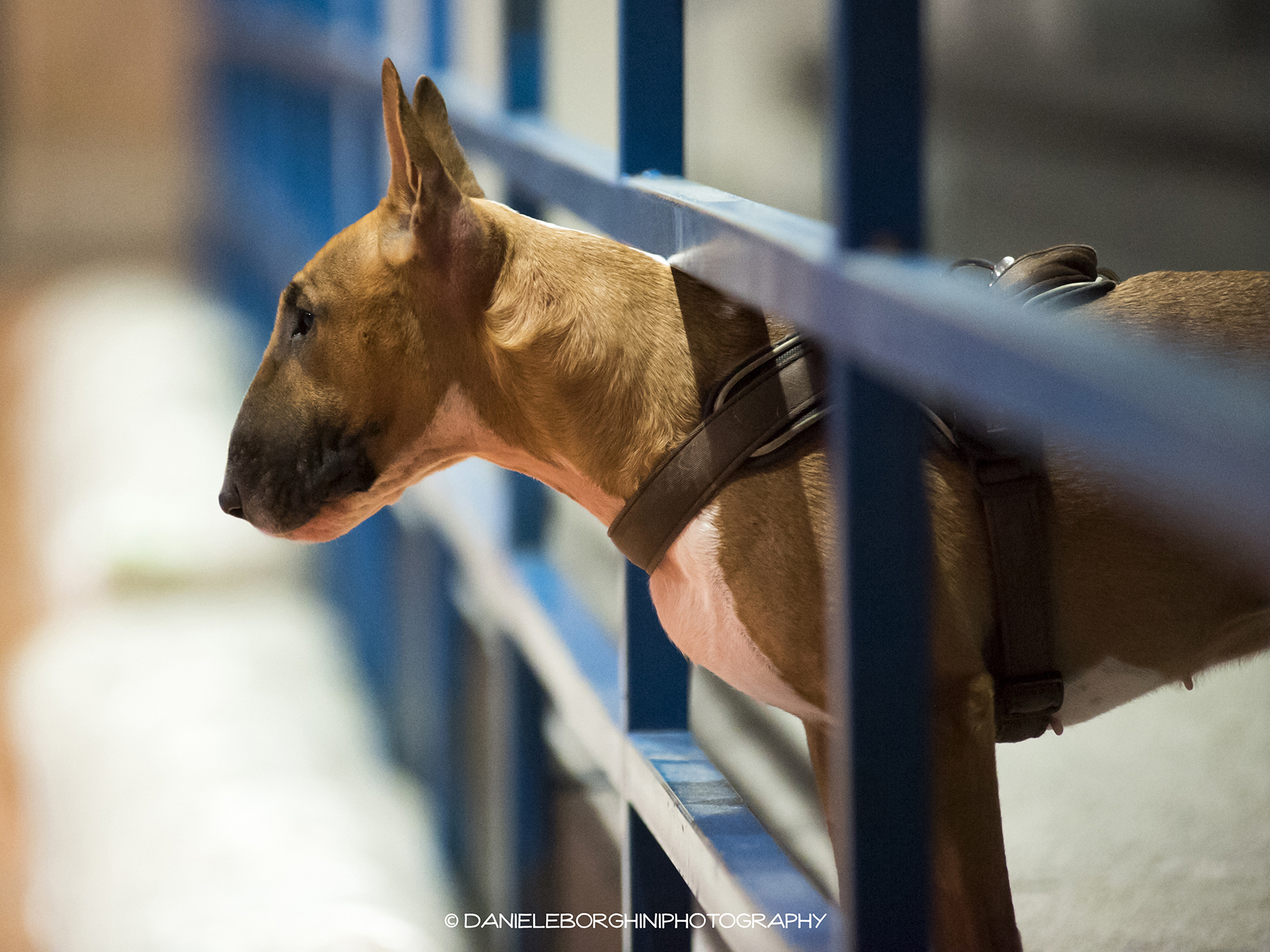 Osservatore speciale