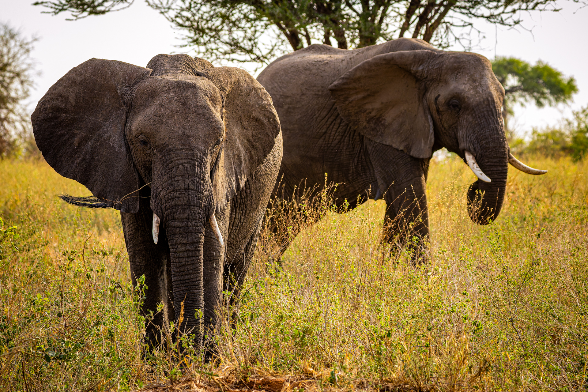 Elefanti - Tarangire National Park