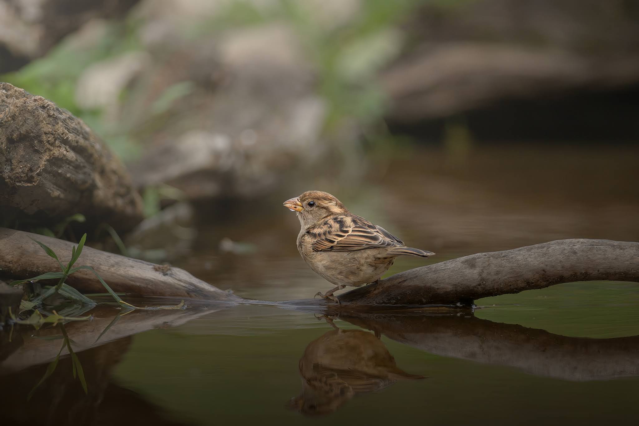 Sparrow...