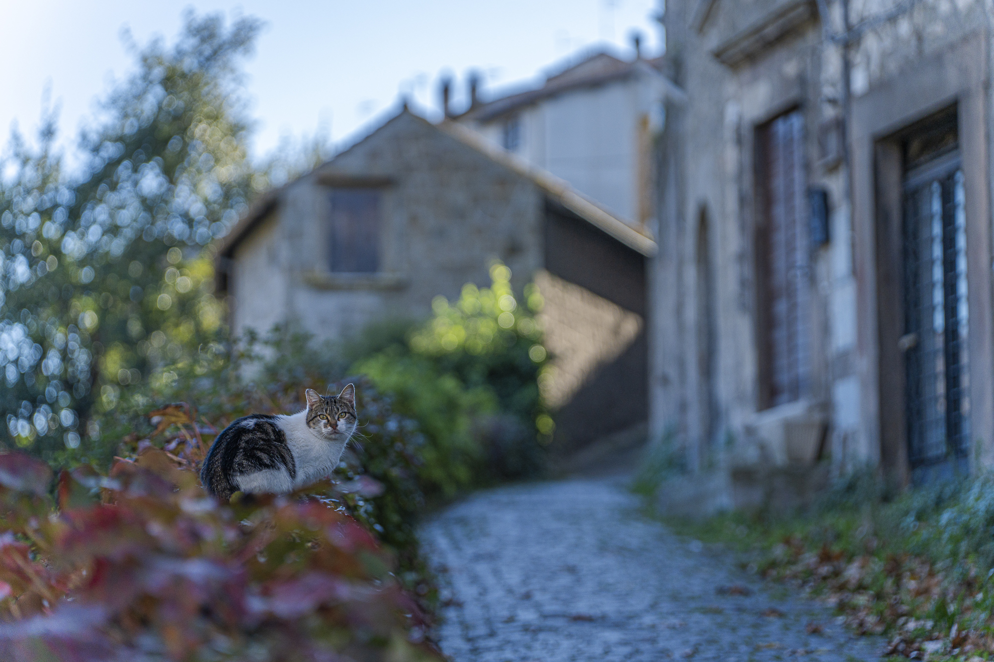 Viterbo, via delle Caprarecce