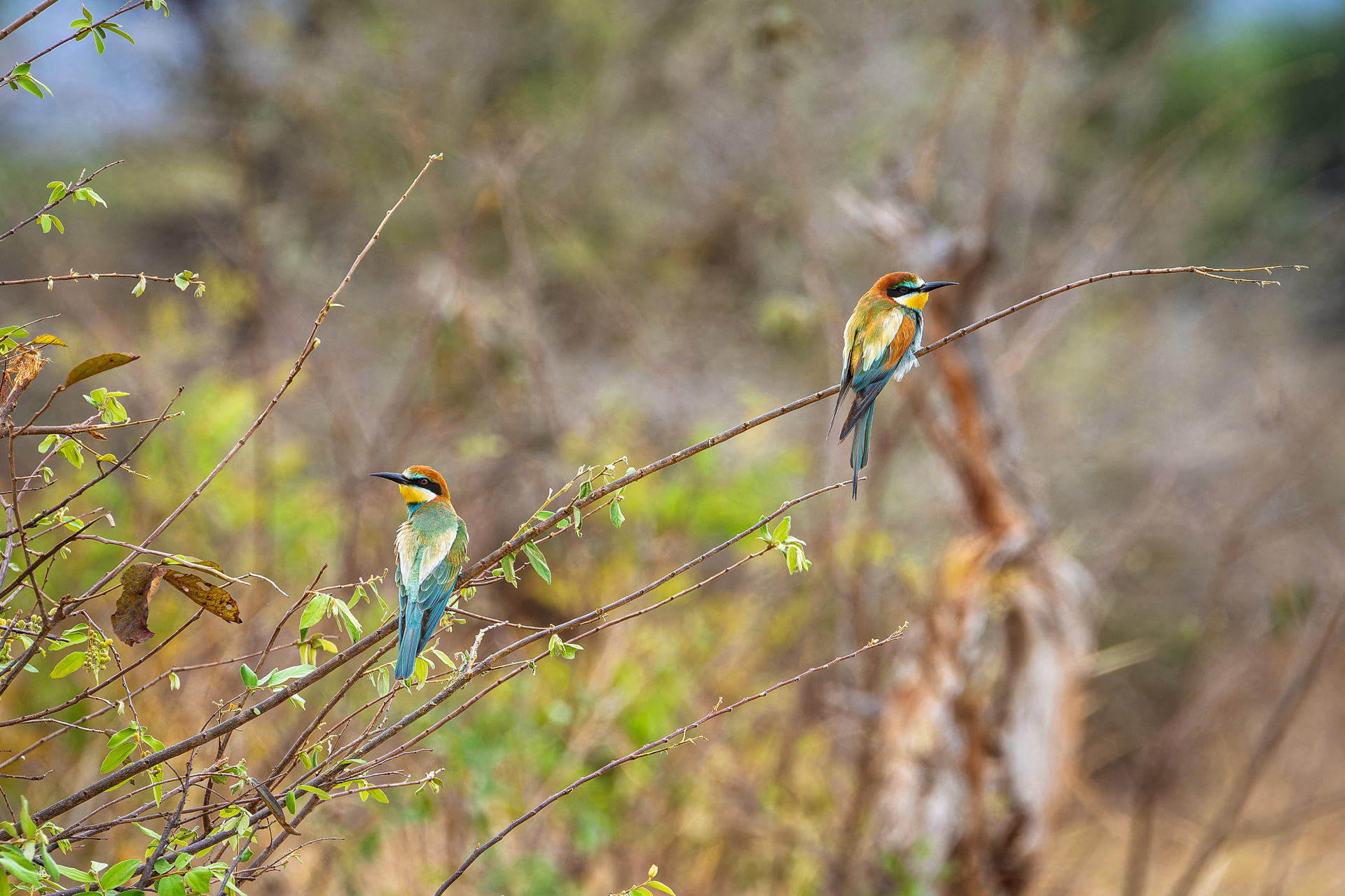 Gruccioni (Bee Eaters) - Parco Lago Manyara - Tanzania
