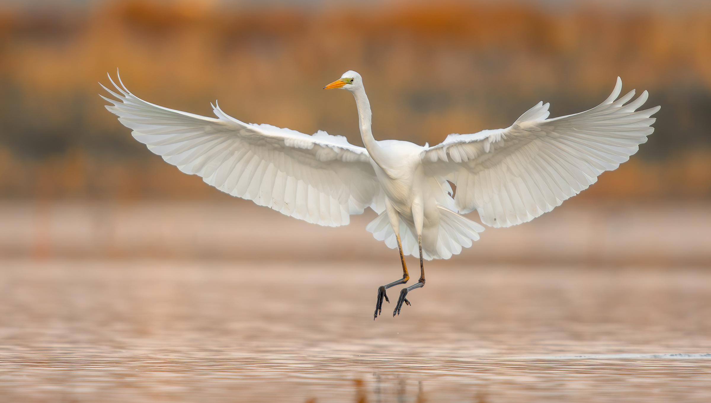 Airone bianco maggiore