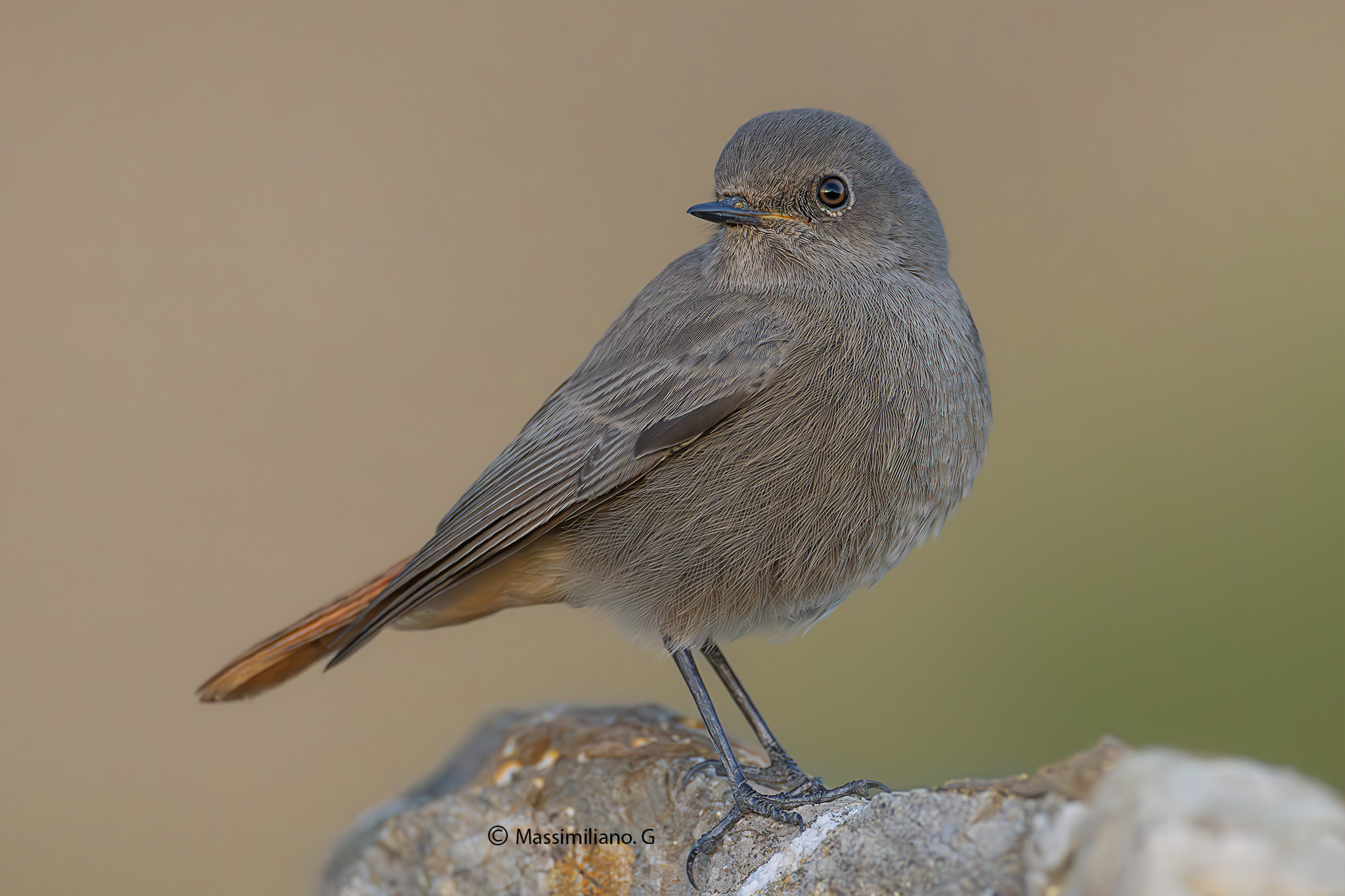 Redstart