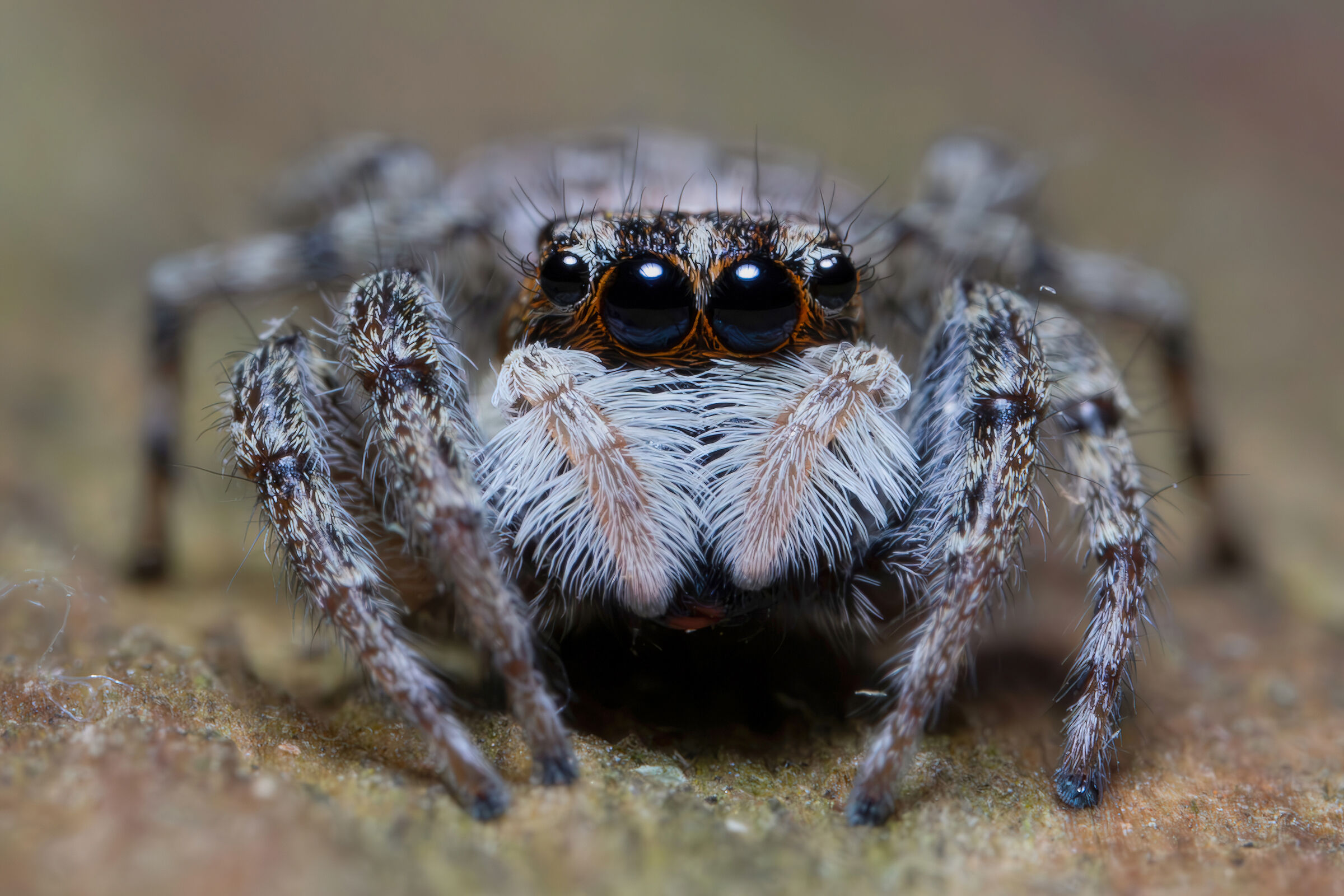 Menemerus semilimbatus