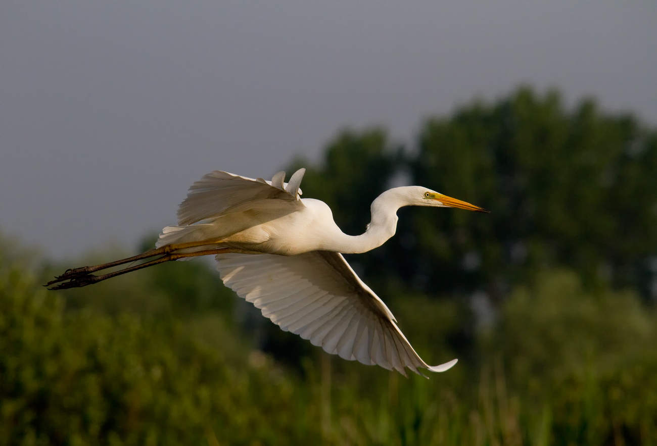 white heron in flight
