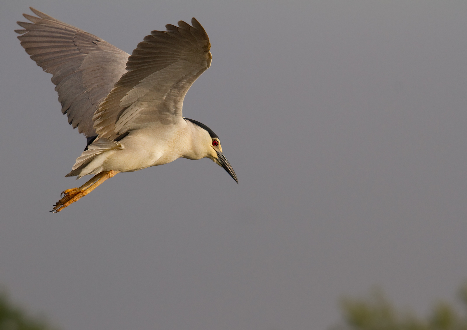 Night Heron