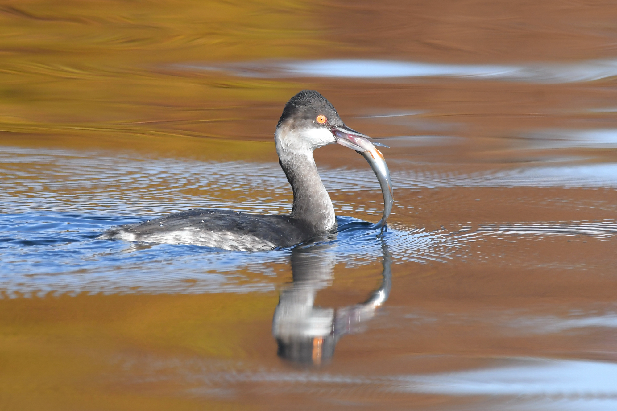 Podiceps nigricollis