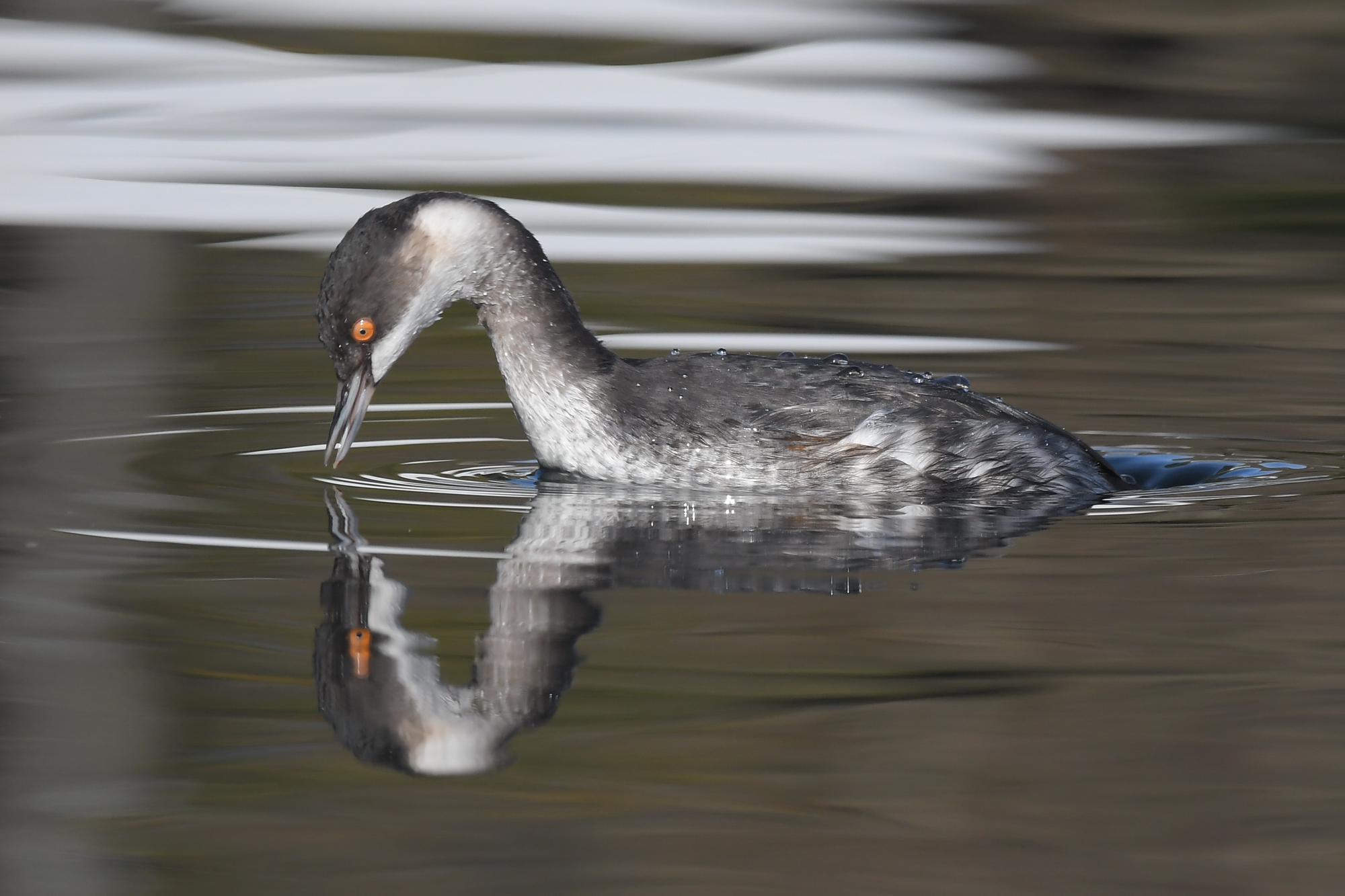 Podiceps nigricollis