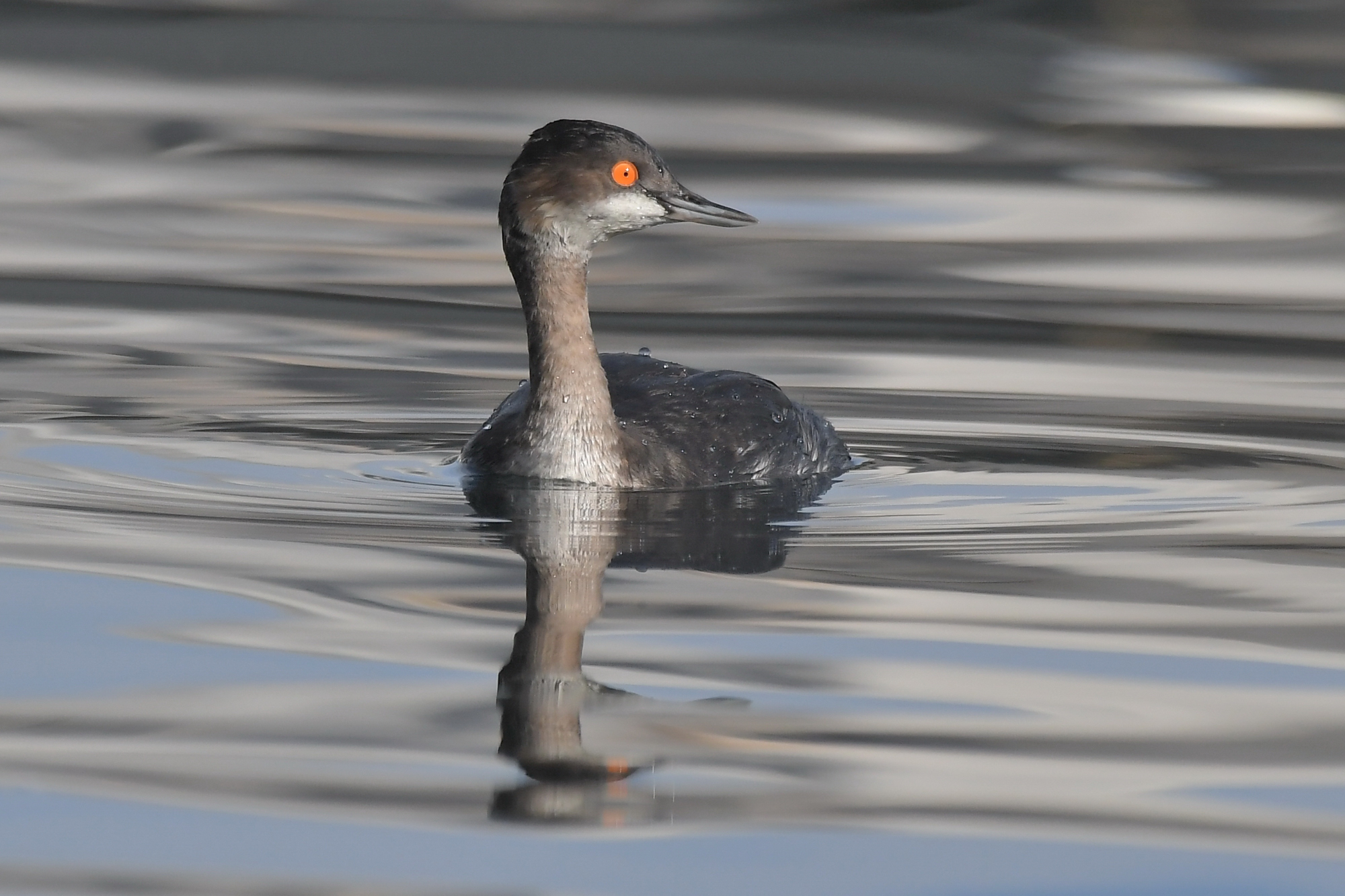 Podiceps nigricollis
