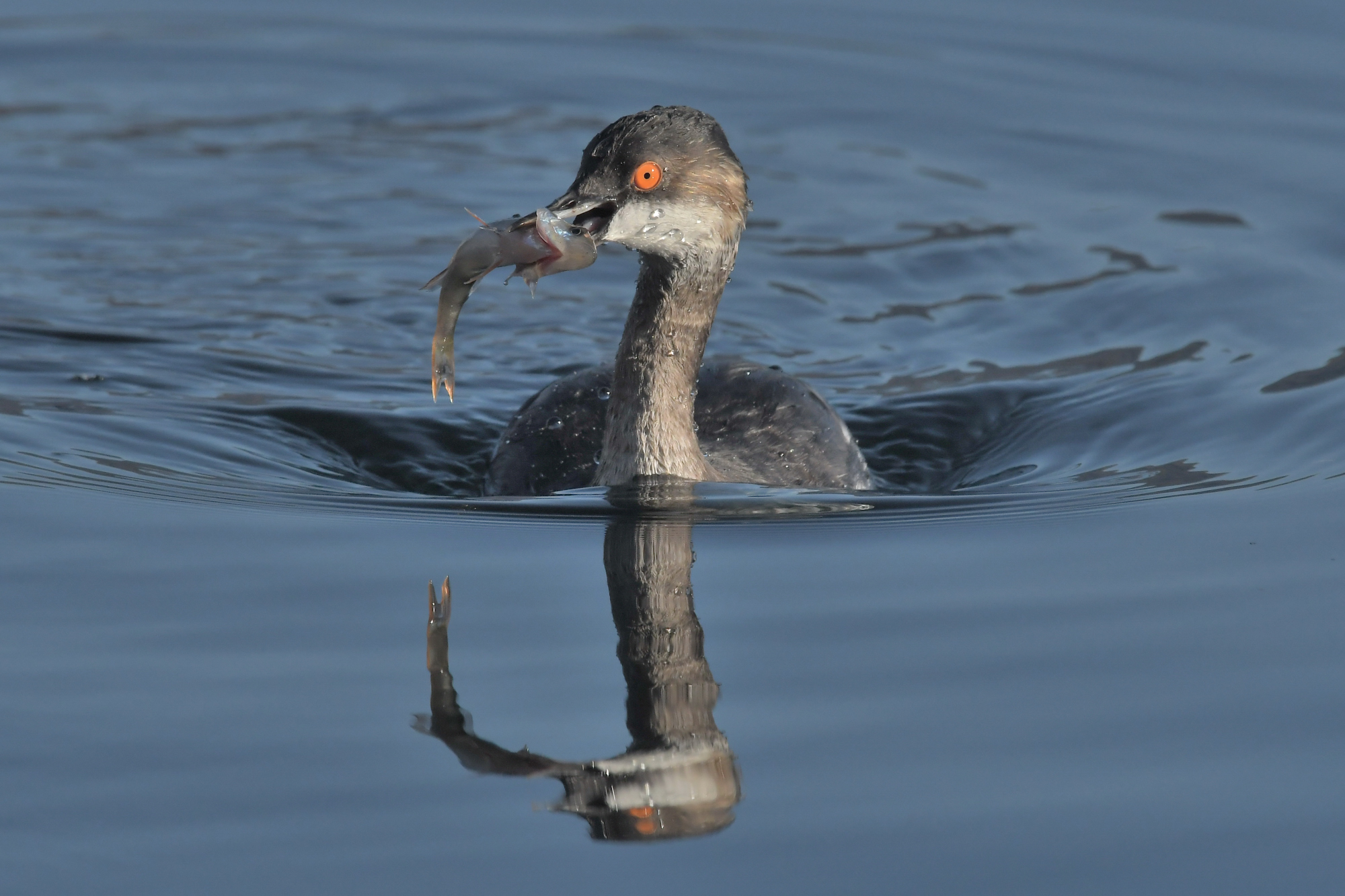 Podiceps nigricollis